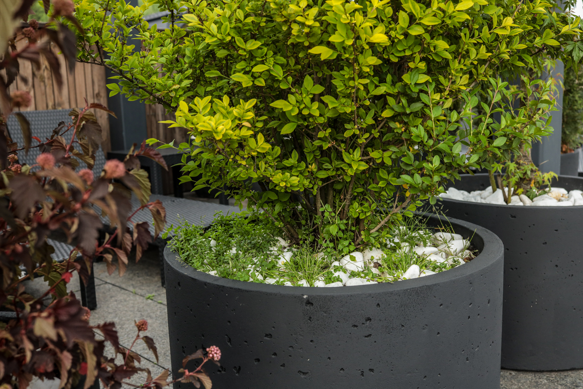 写十条小叶赤楠的标题