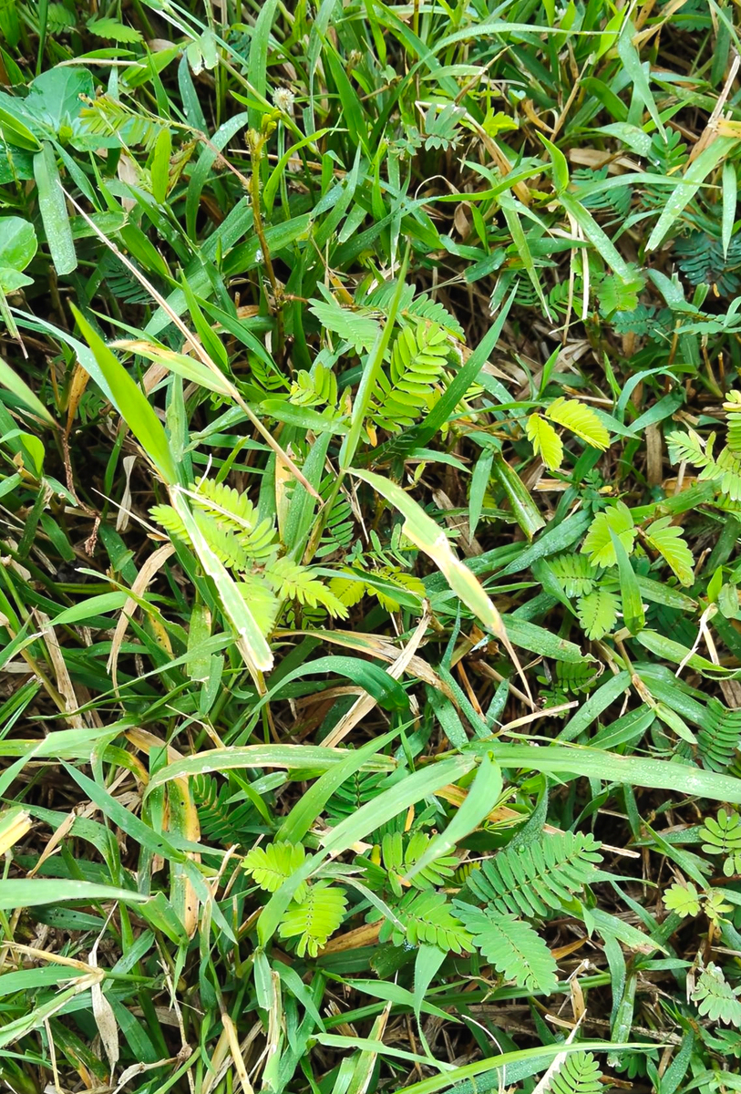 张店 大野草 - 寻找您想要的植物信息