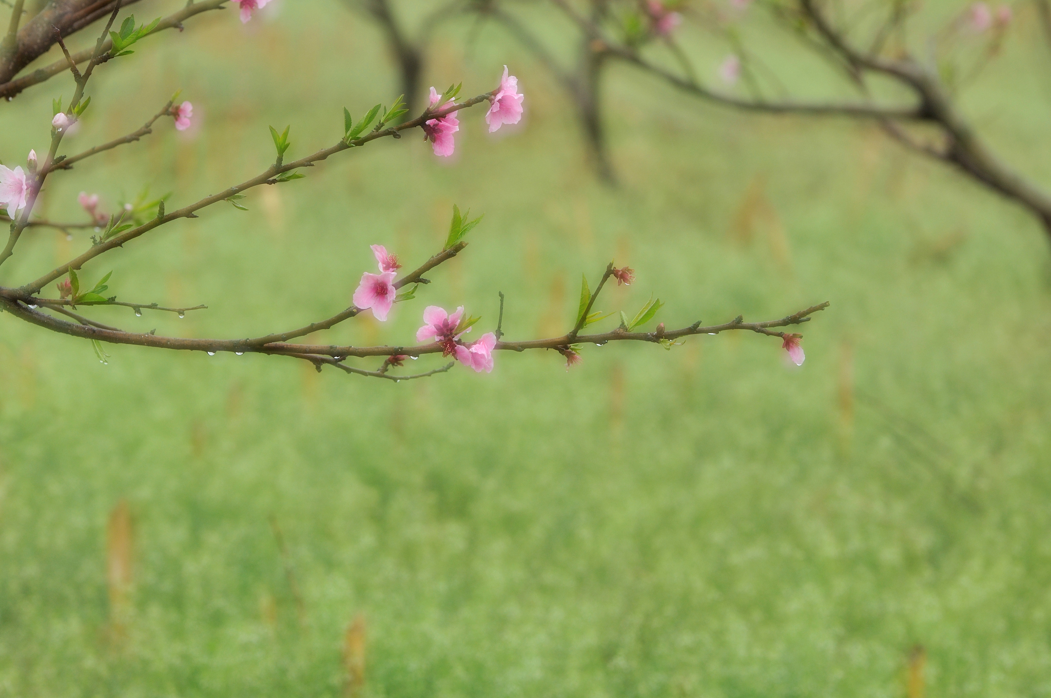 春日何必远方下一句的多种方式的回答表示美好回答