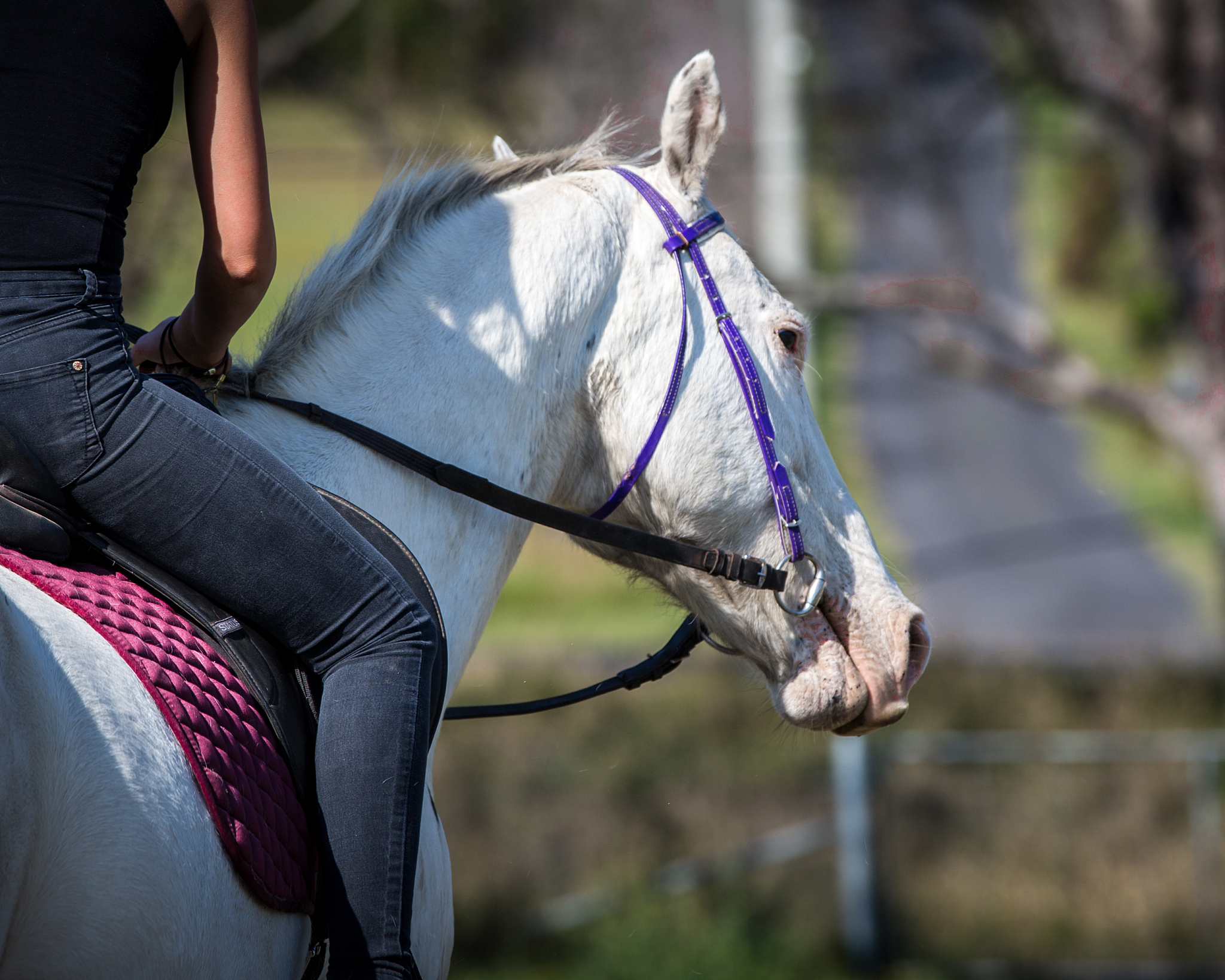 horse