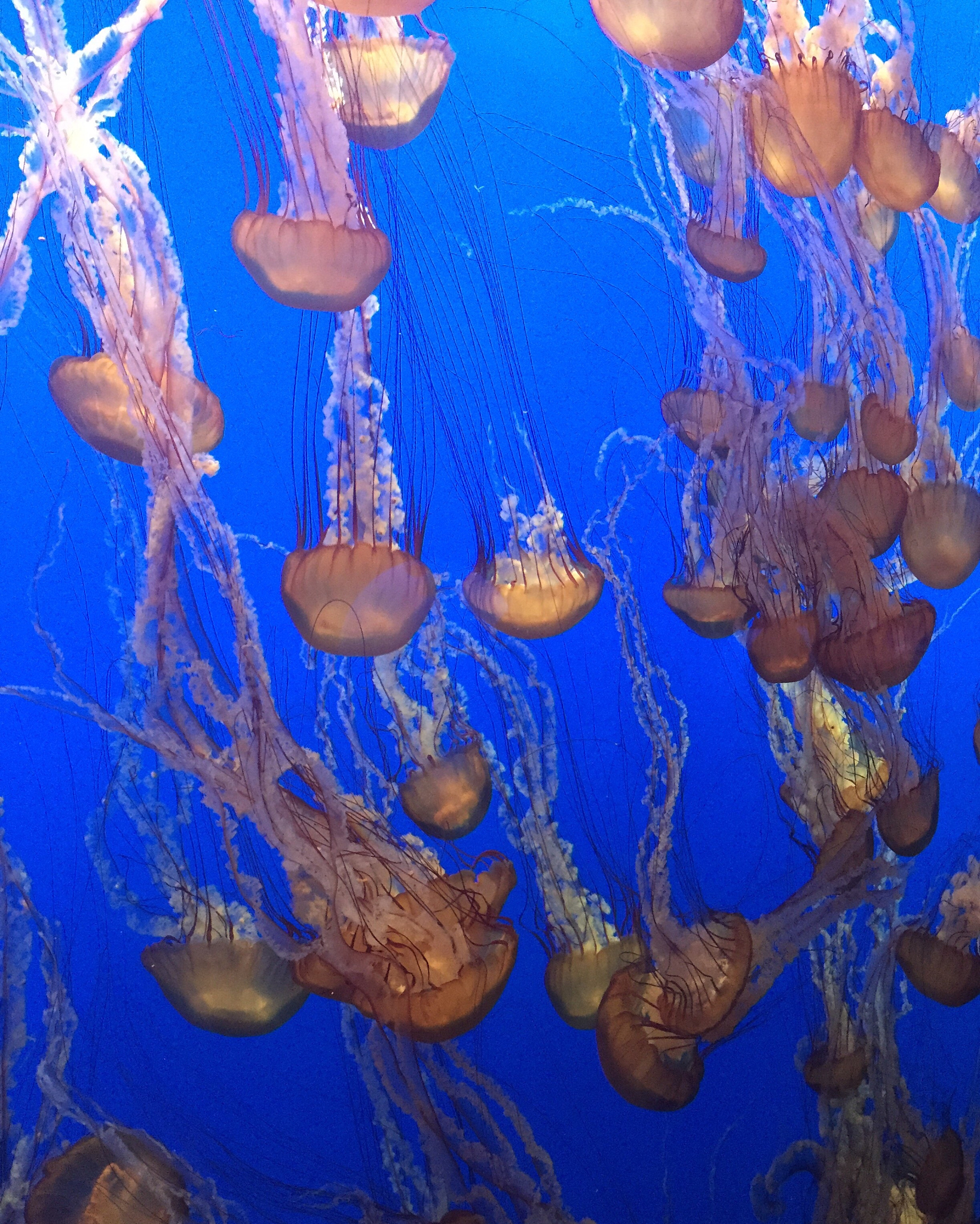 水母,特写,游泳,自然,白昼,动物主题,海洋生命,垂直