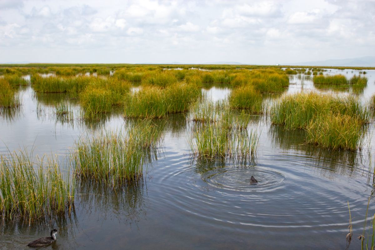 湿地与滨海湿地的历史与现状
