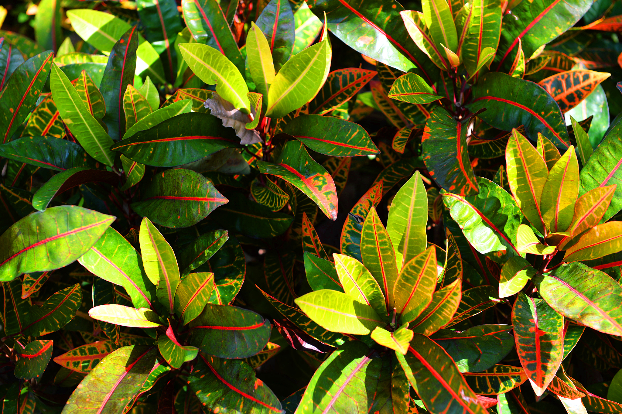 子洲县富发公司黄芪产品市场营销策略优化：科学控制成本定价