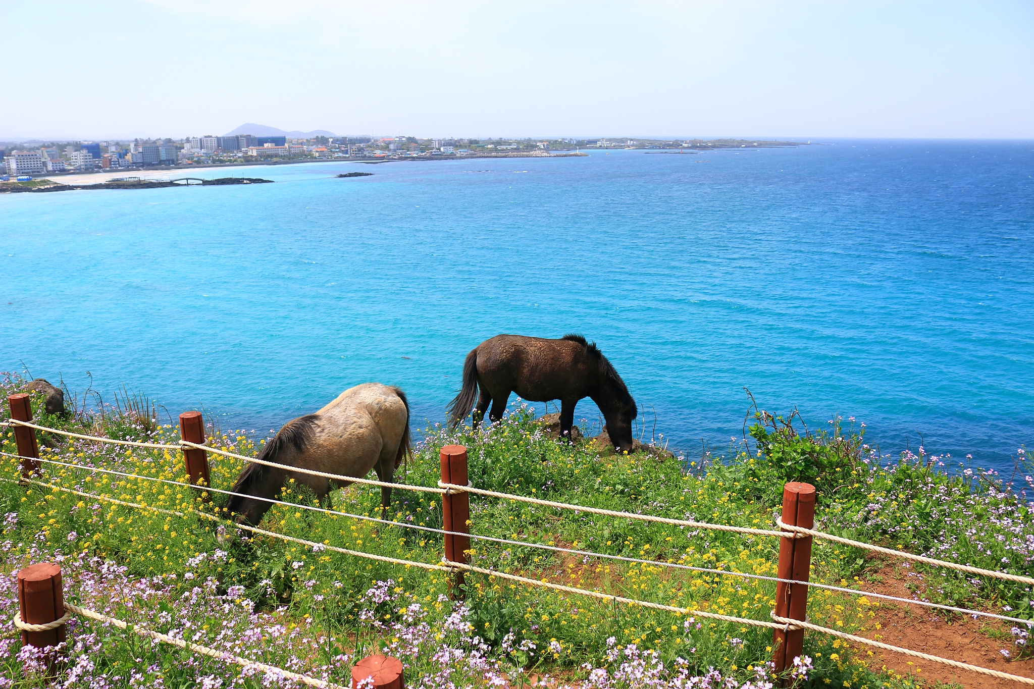 hamdeok beach, west wu bong, wildflower, flower, beach,