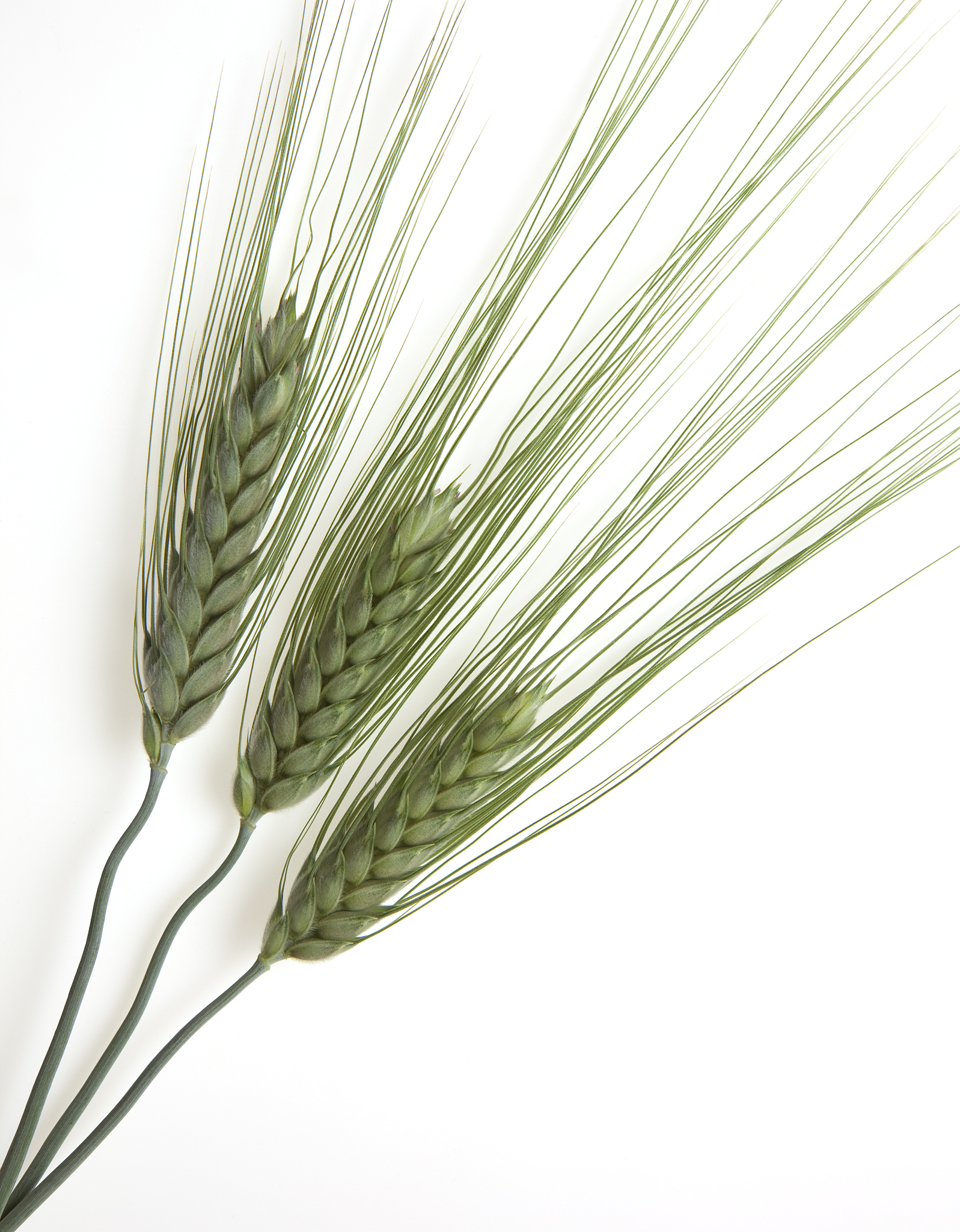 2021年冬小麦高产原因分析：降雨及时、温度适宜