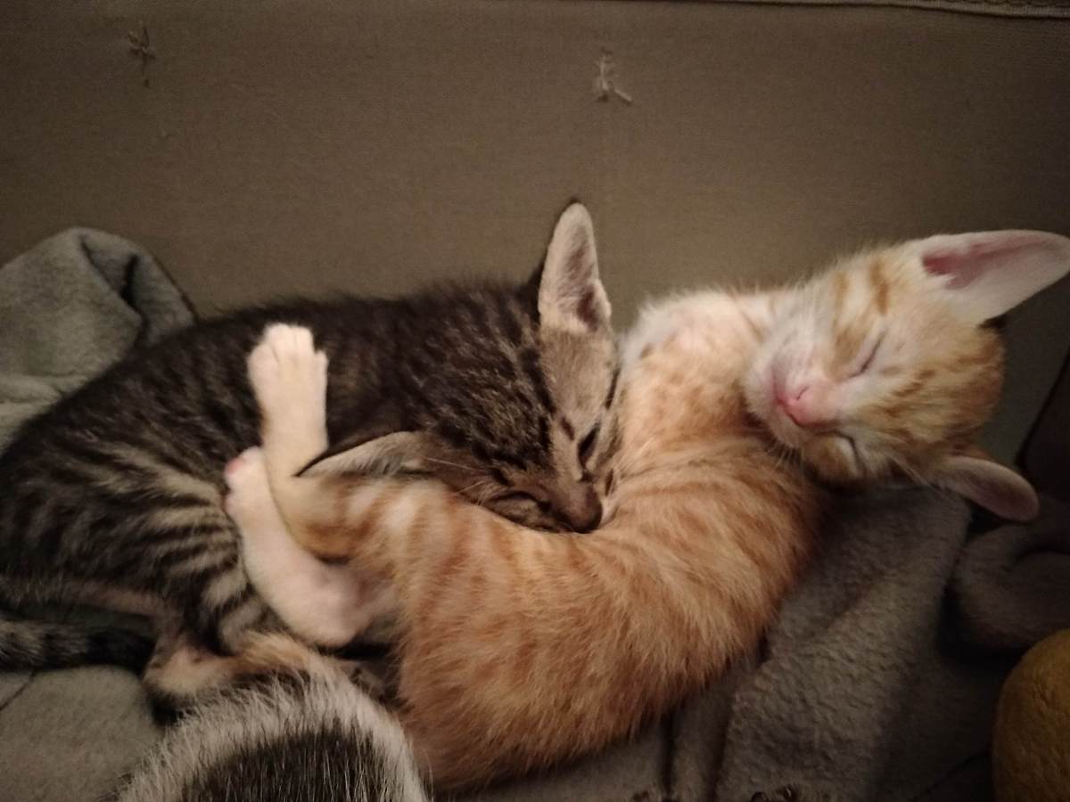 【猫咪的小心思】- 小奶猫渴望被爱：如何让你的猫主子更粘你？