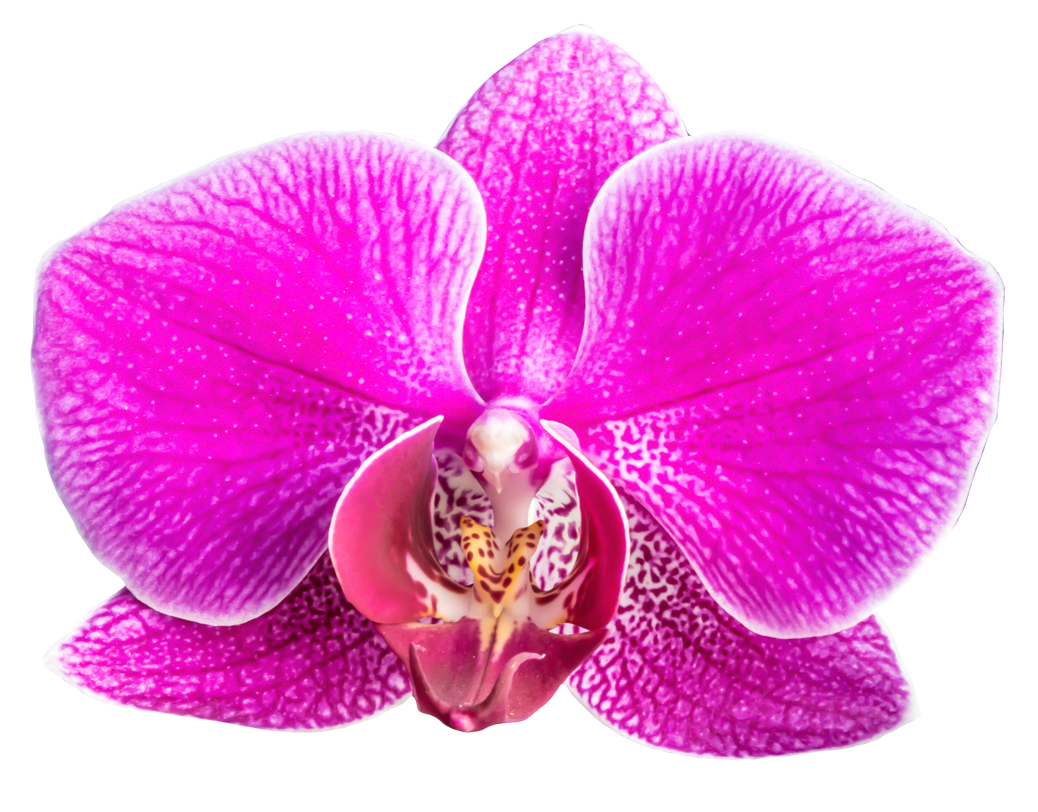 pink phalaenopsis or moth dendrobium orchid isolated on white ba