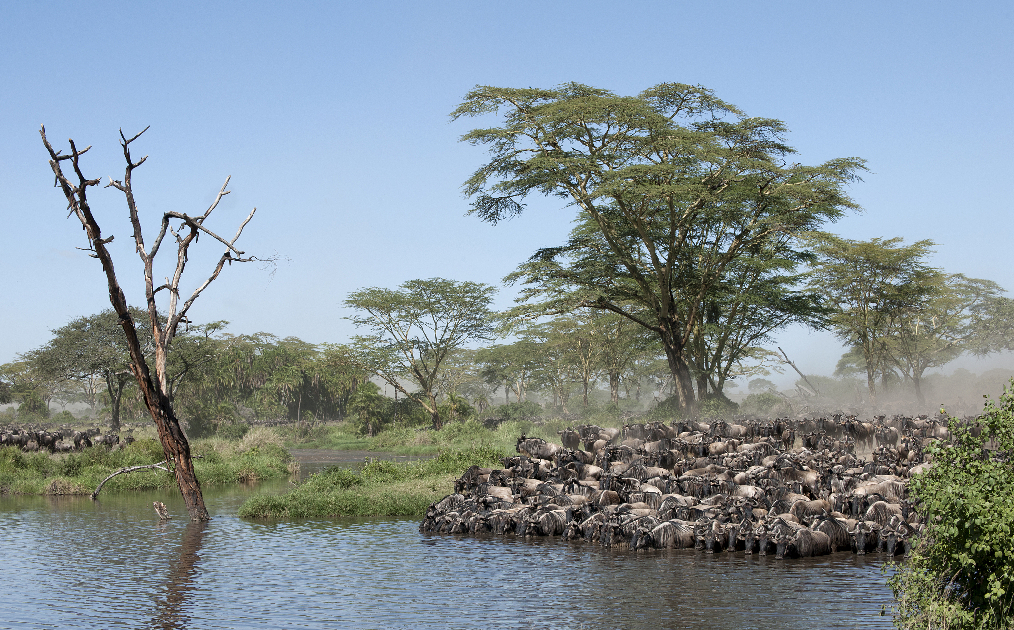 herds of wildebeest at the serengeti national park, tanzania, af