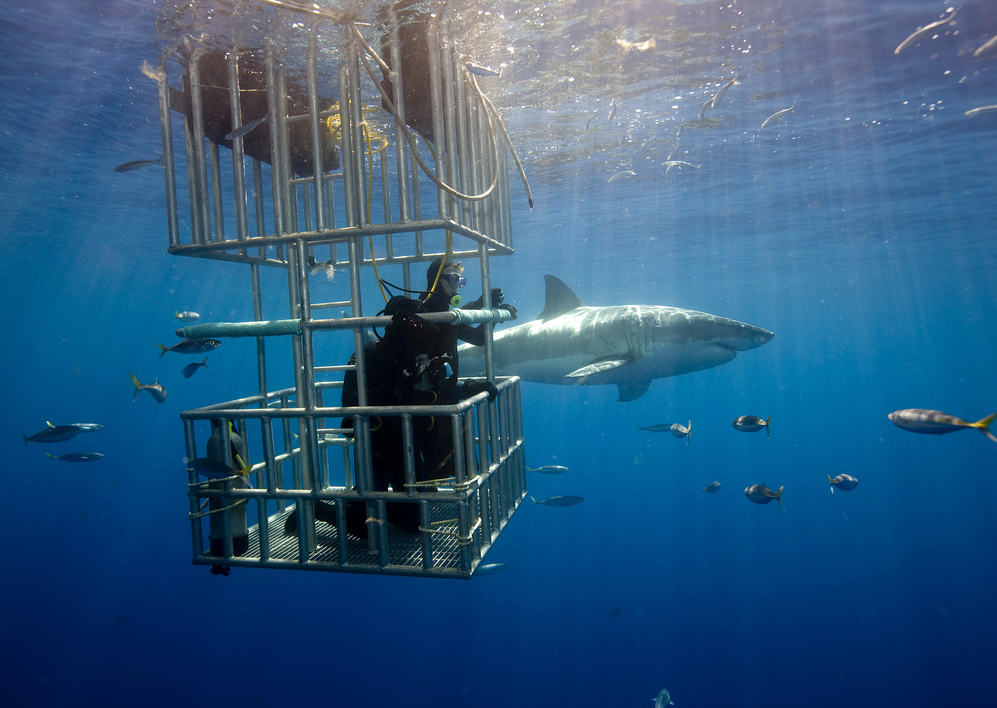 great white shark (carcharadon carcharias) mexico