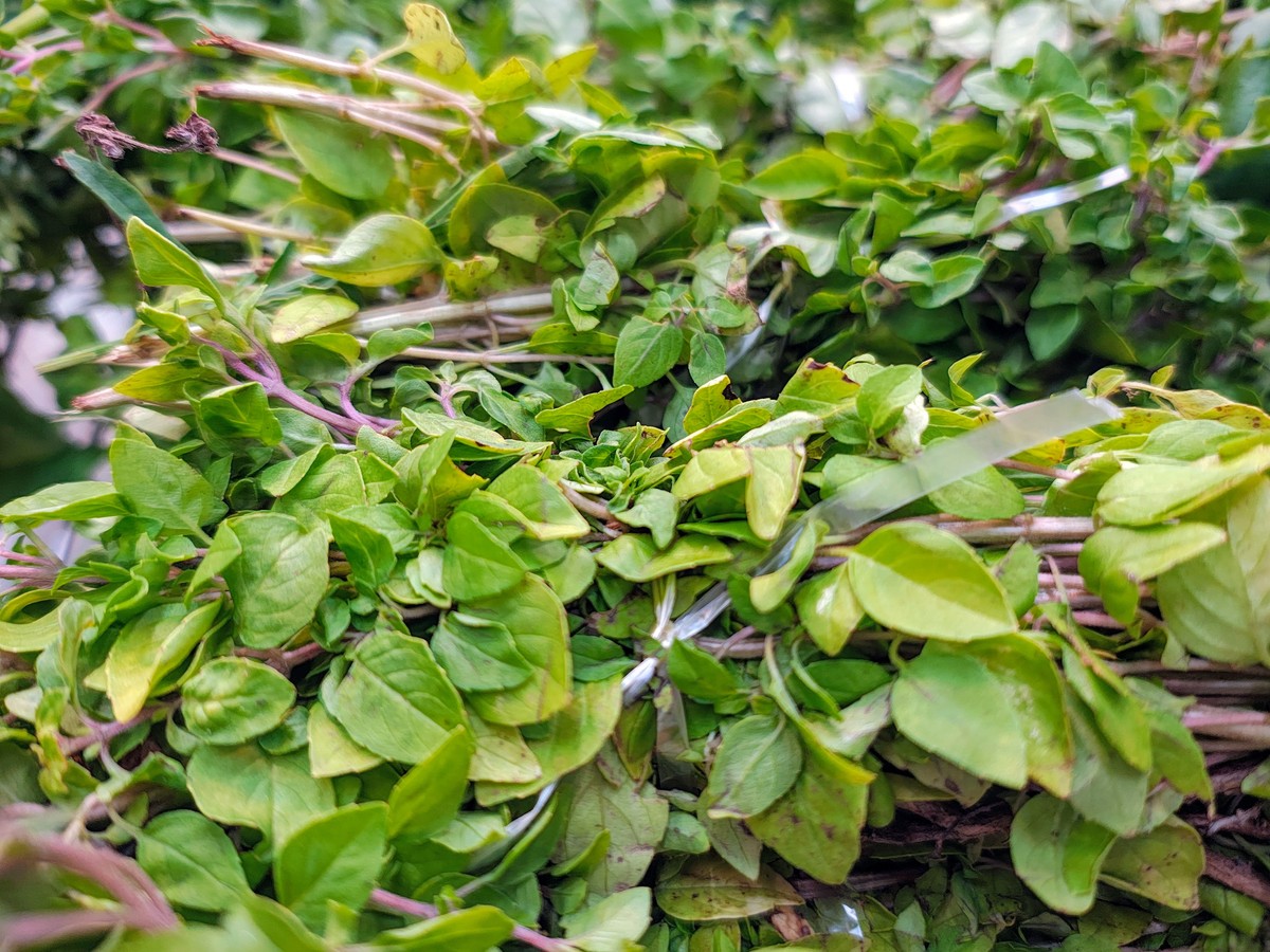 樟树叶泡水喝的功效与作用：清热解毒、改善口臭、增强免疫力