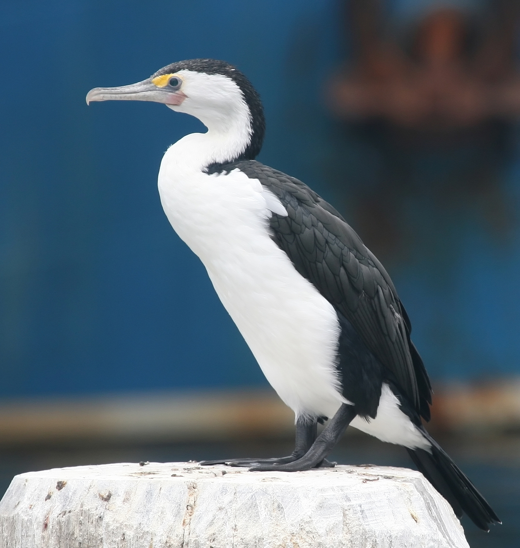 蓝眼鸬鹚属共几种 蓝眼鸬鹚动物