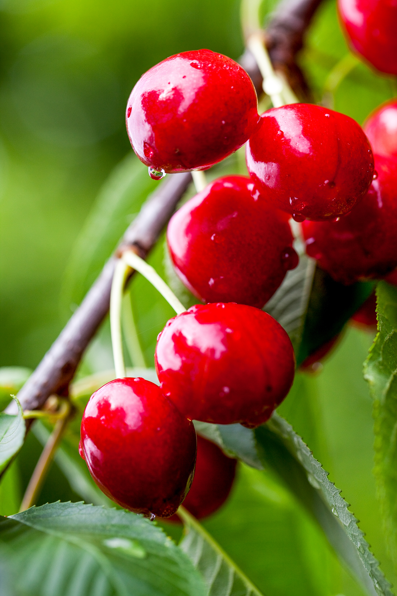 red cherry tree