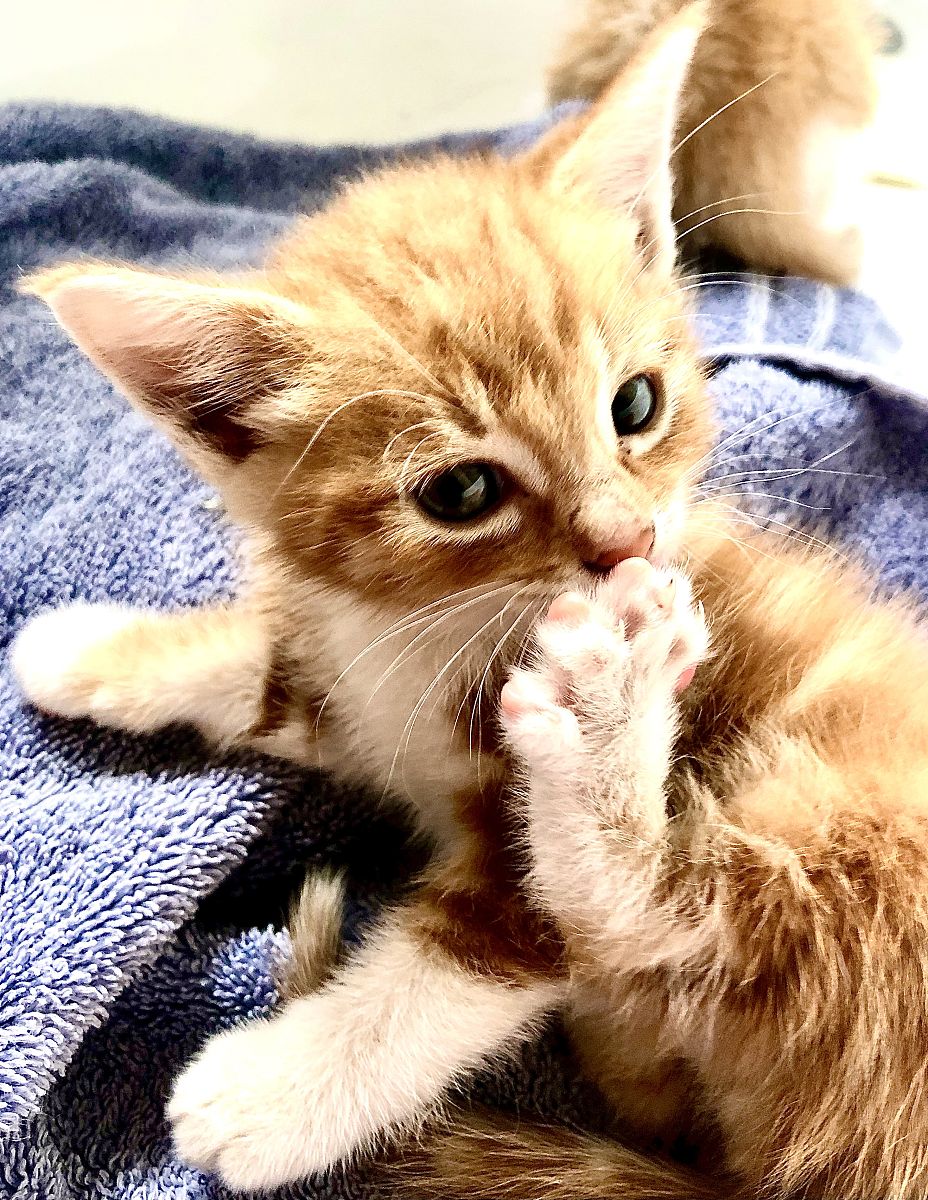 🙀猫咪出糗后，内心的小剧场太好笑了！