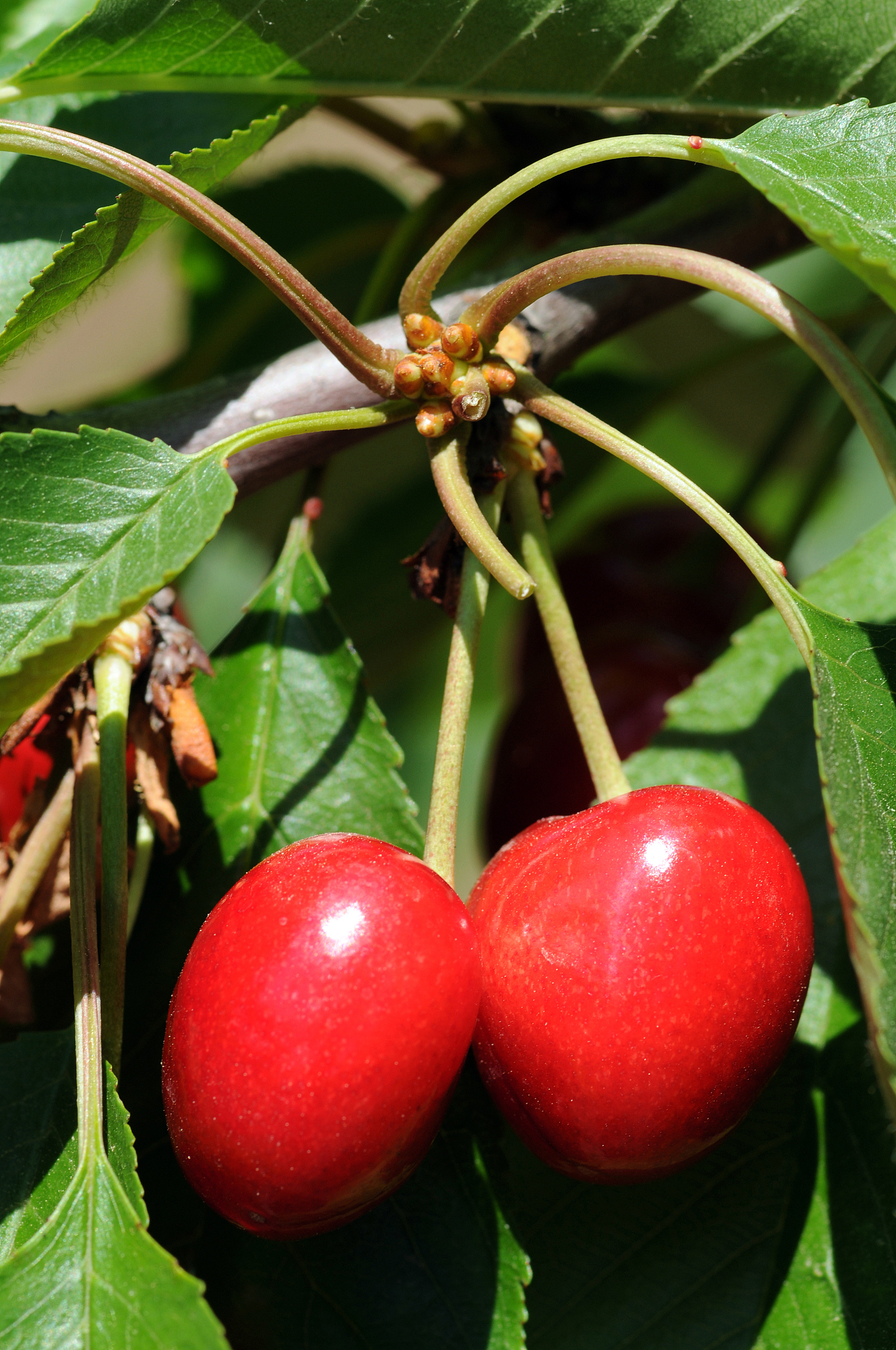 fresh cherry