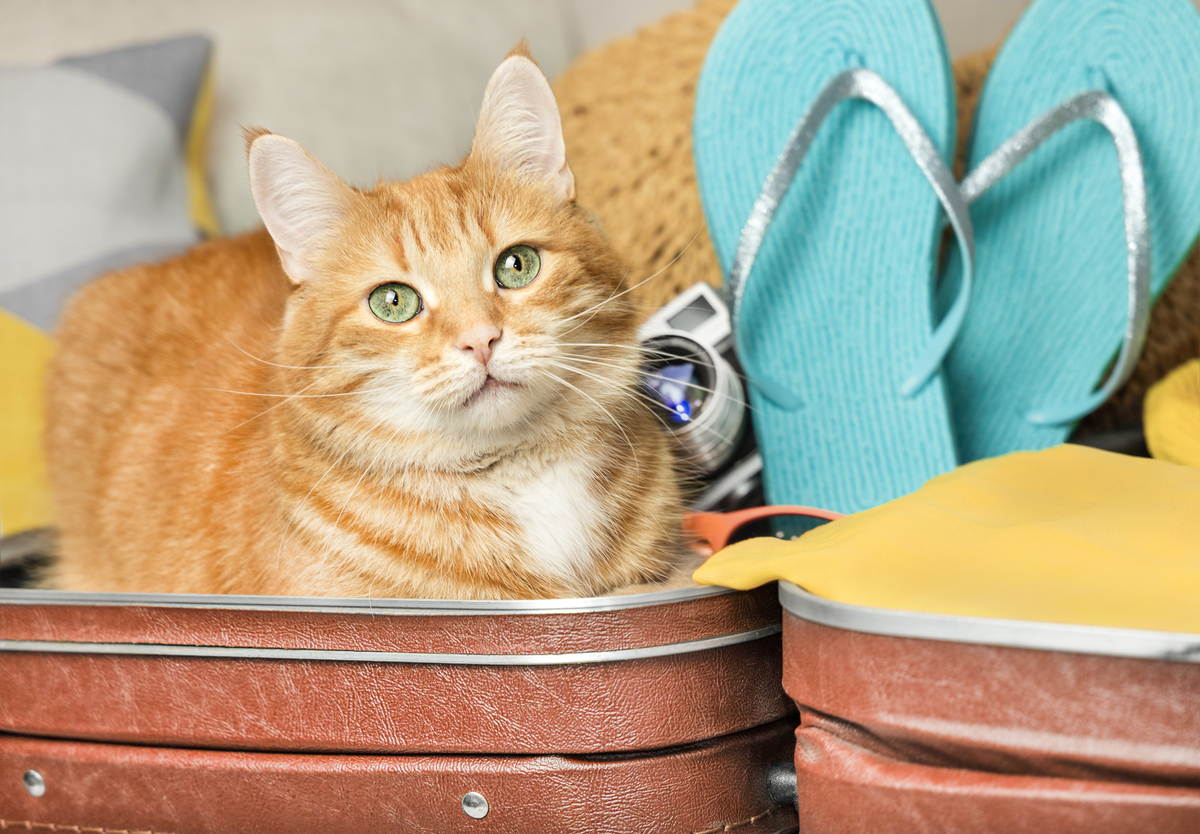 猫咪喜欢接近有福报的人？研究发现：还真有科学依据！