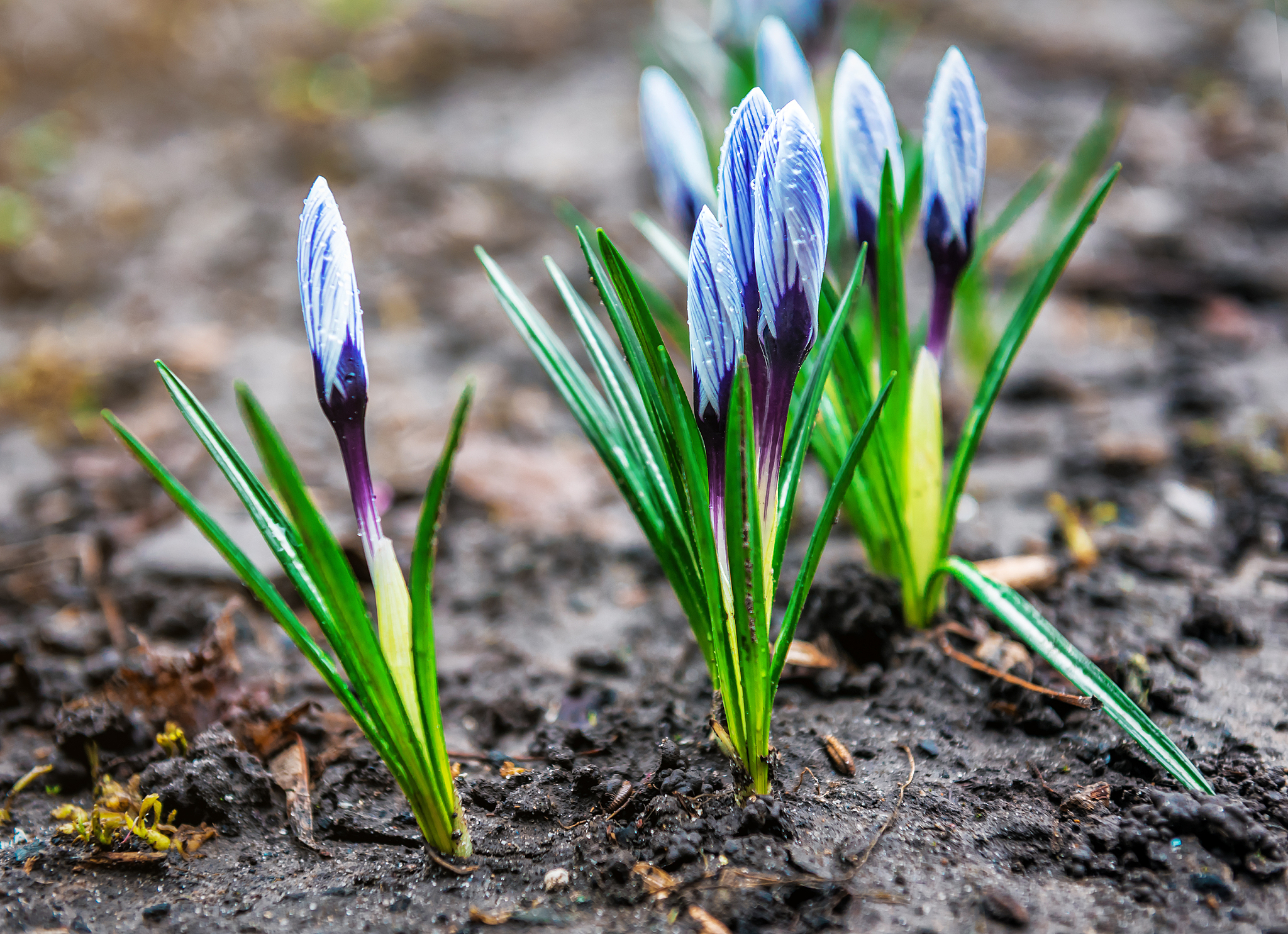 photo of crocuses after rain