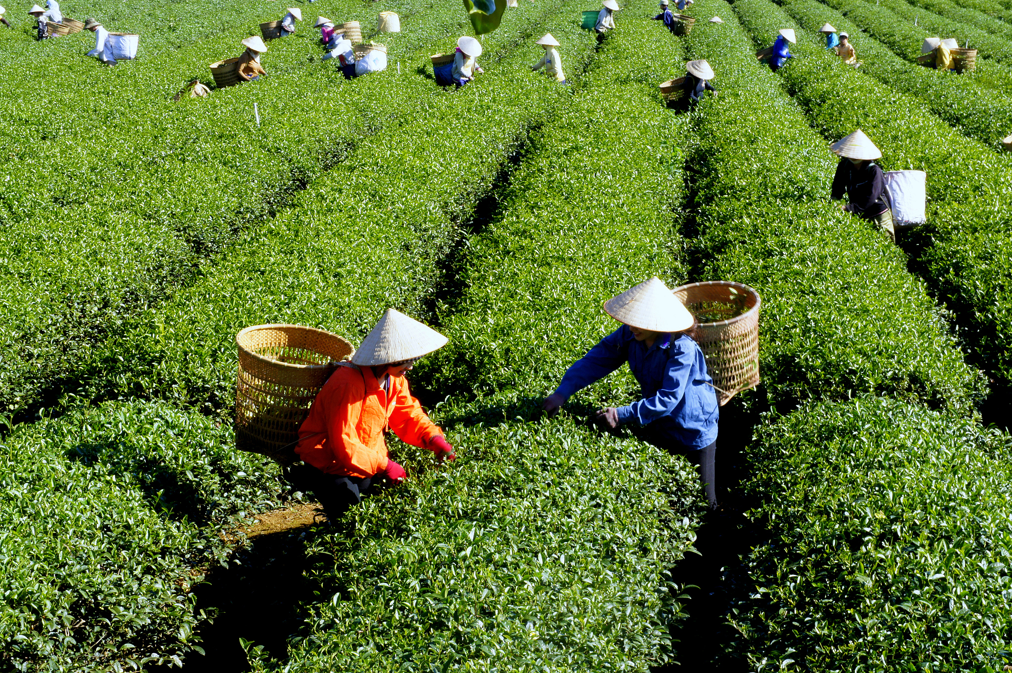 漳州科技职业学院茶树栽培与茶叶加工专业好就业吗