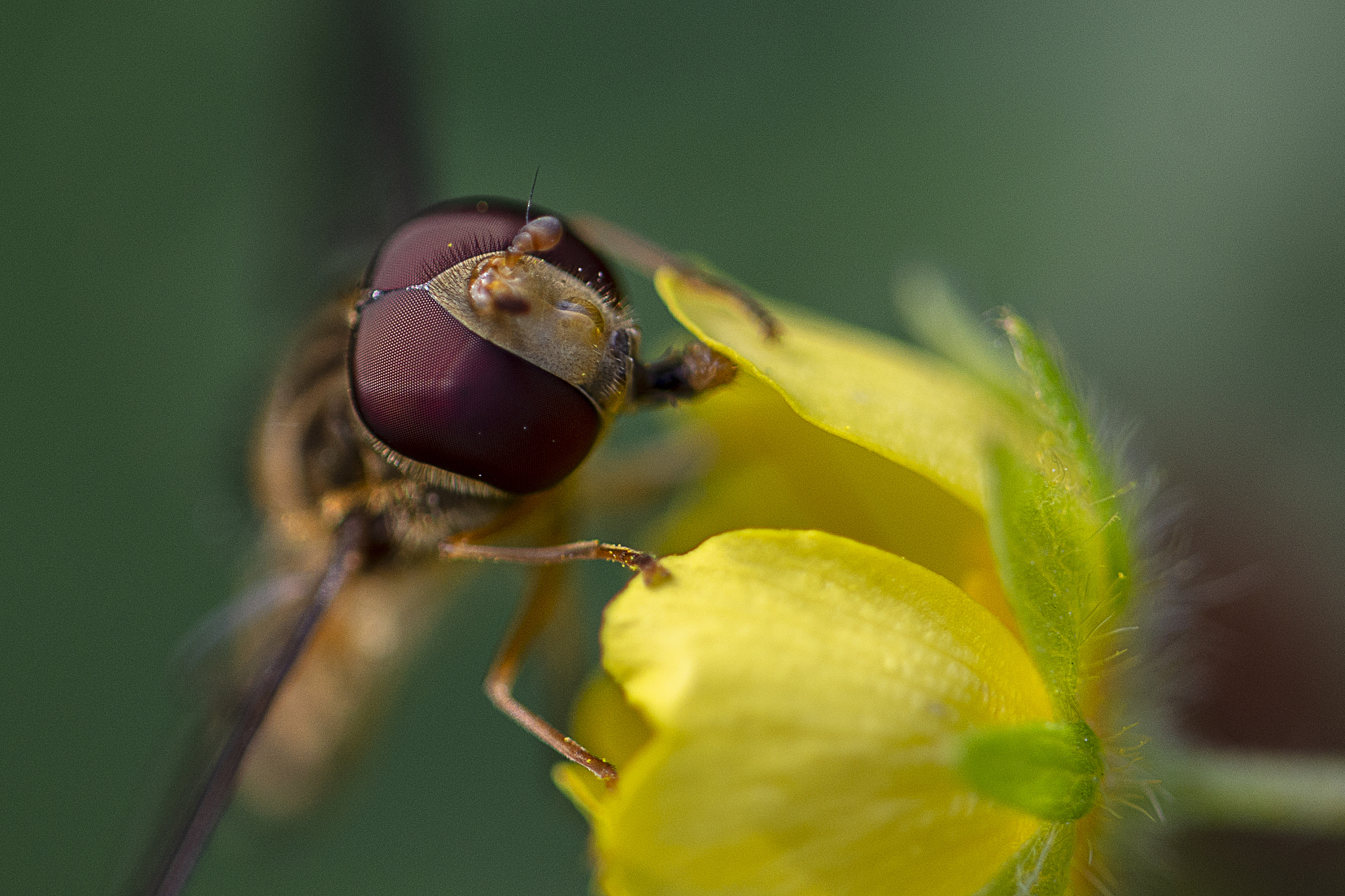 hoverfly and a creeping potentilla