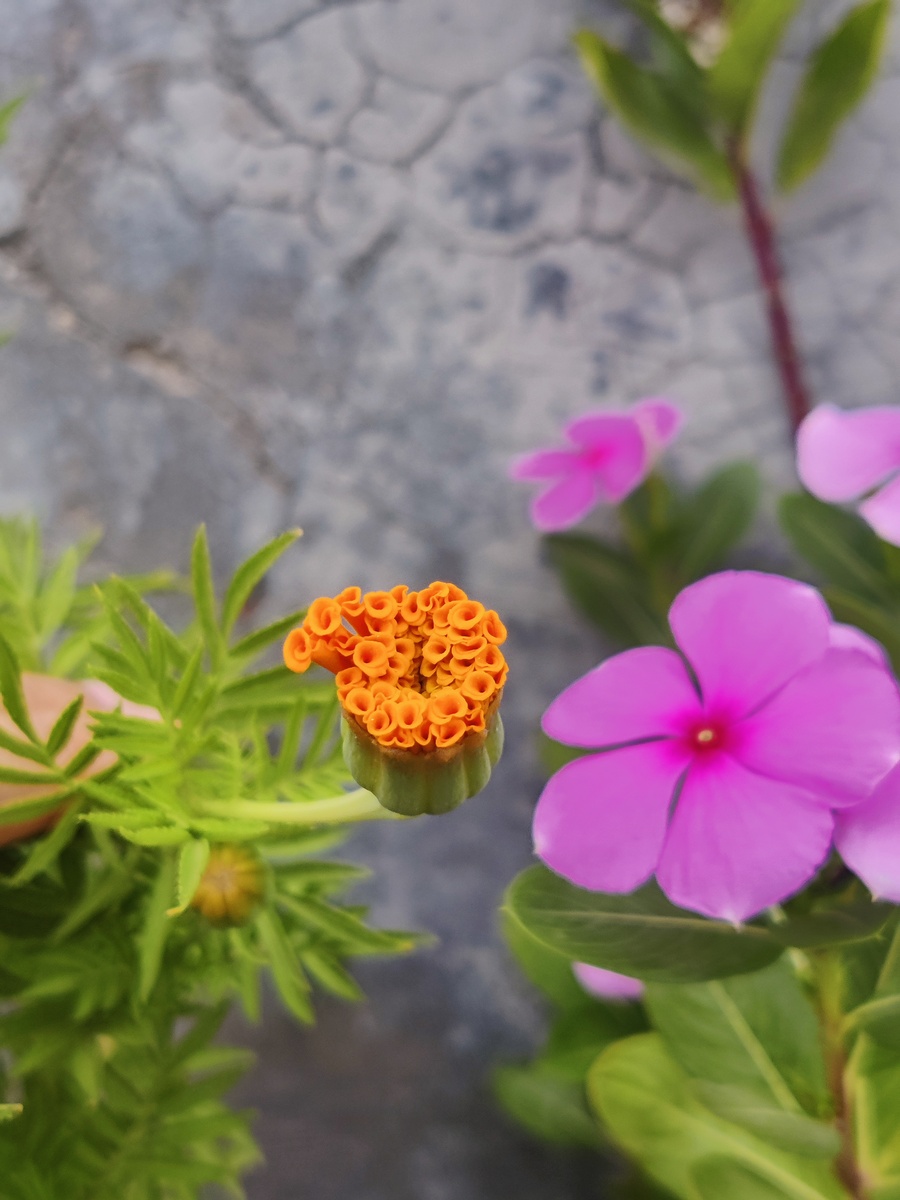 万寿菊小小的嫩芽.室内植物 - <strong>高清</strong>图库照片