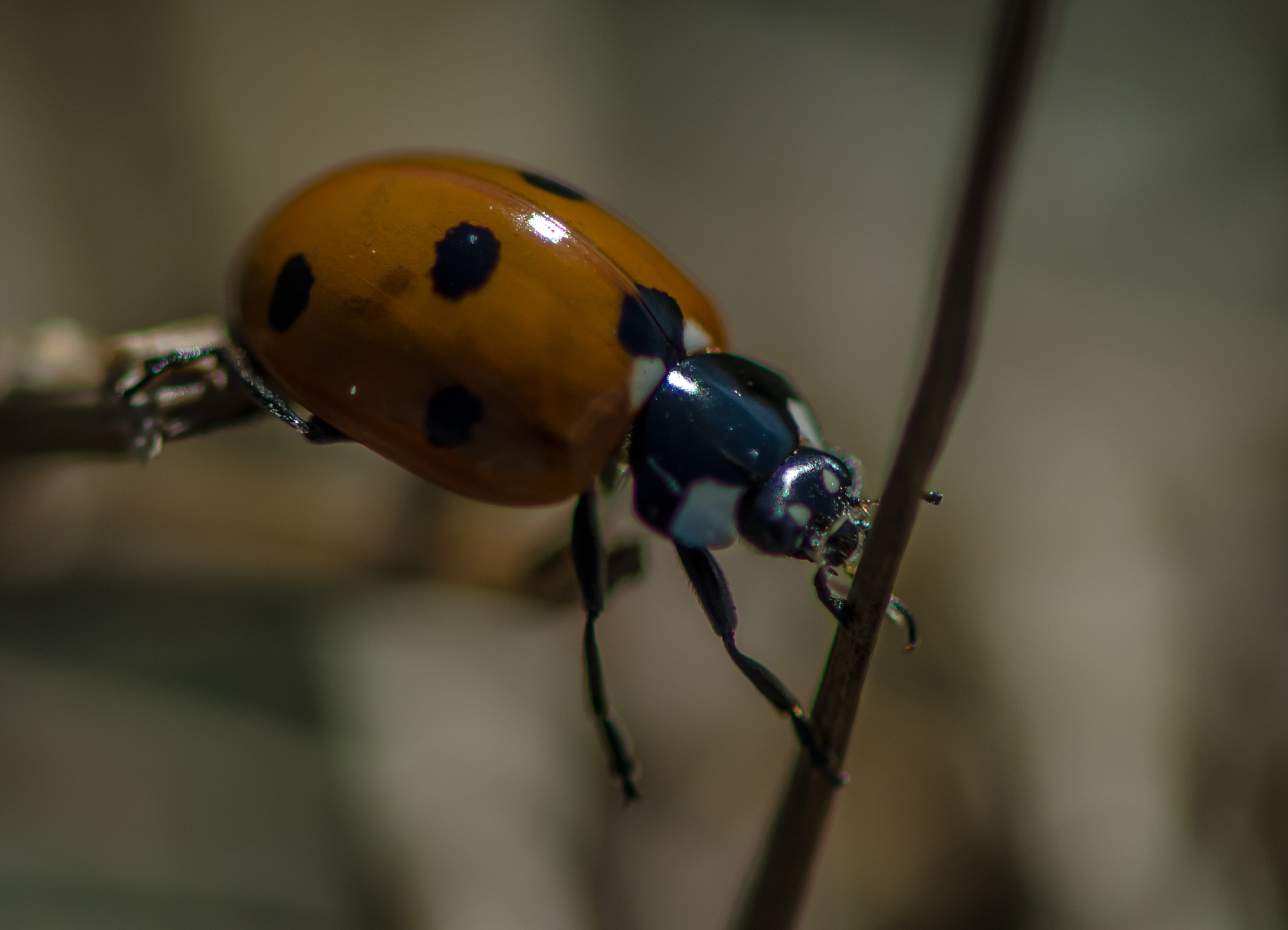 UG二次开发：使用Python自动化去除三维模型圆角