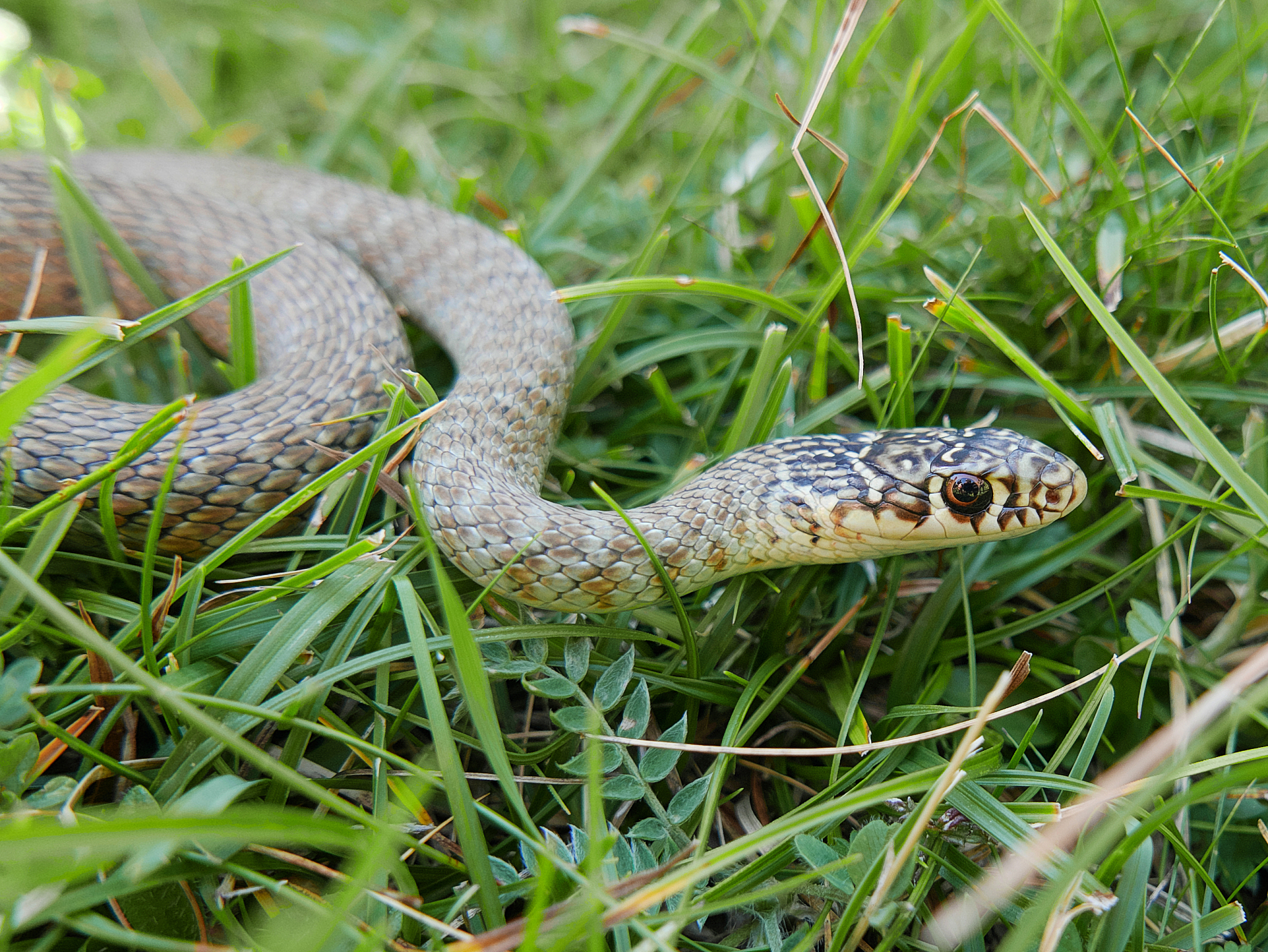 closeup photography of the snake hierophis viridiflavus, the gre