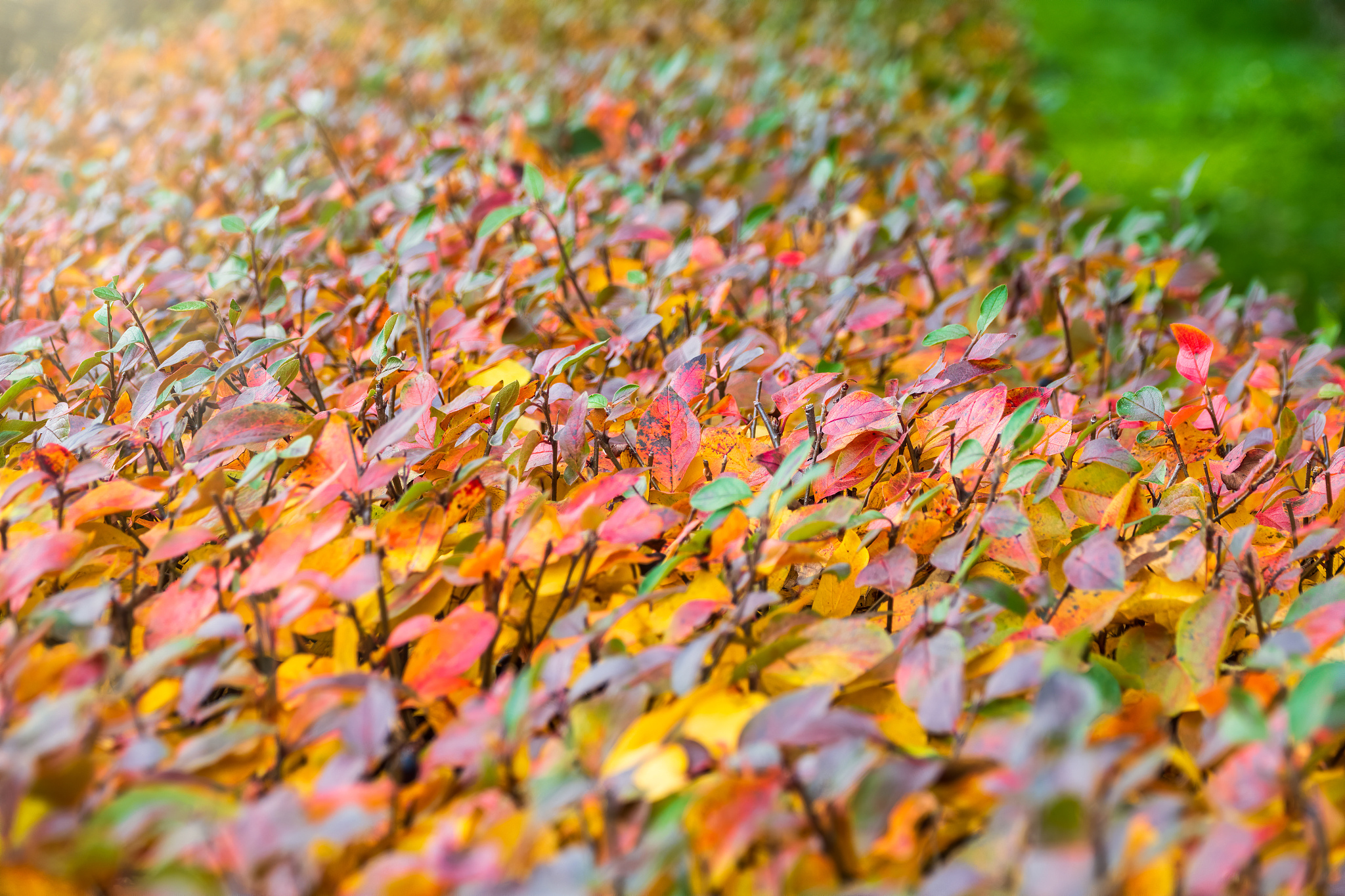 江苏秋韵：银杏、稻米、橘子和粉黛乱子草的浪漫诗篇