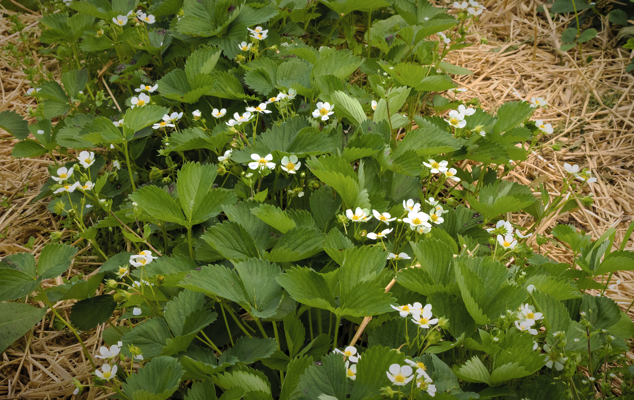 row of strawberry plants with blossoms