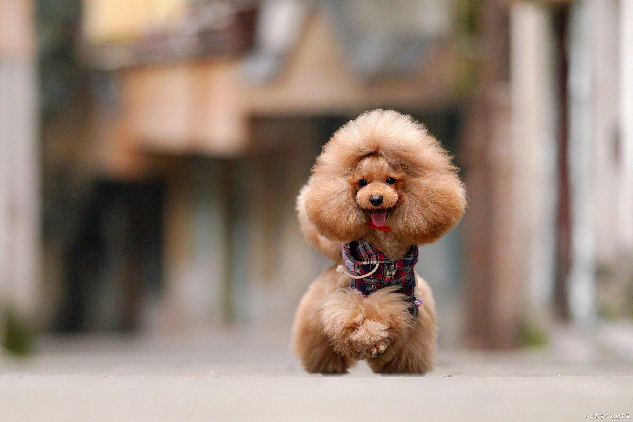养狗必看！泰迪犬智商排名，你家的狗狗是第几？