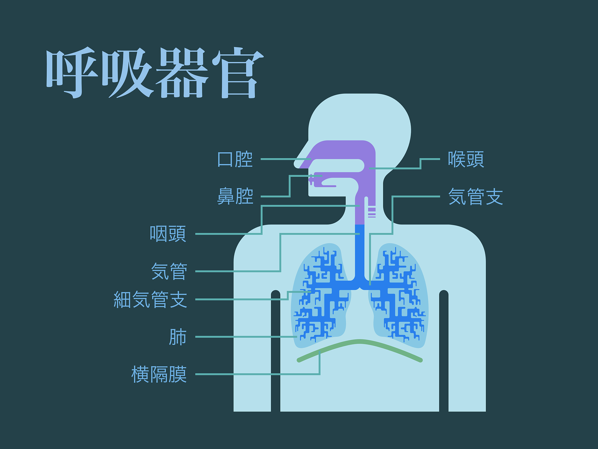 人体气体交换：呼吸过程详解