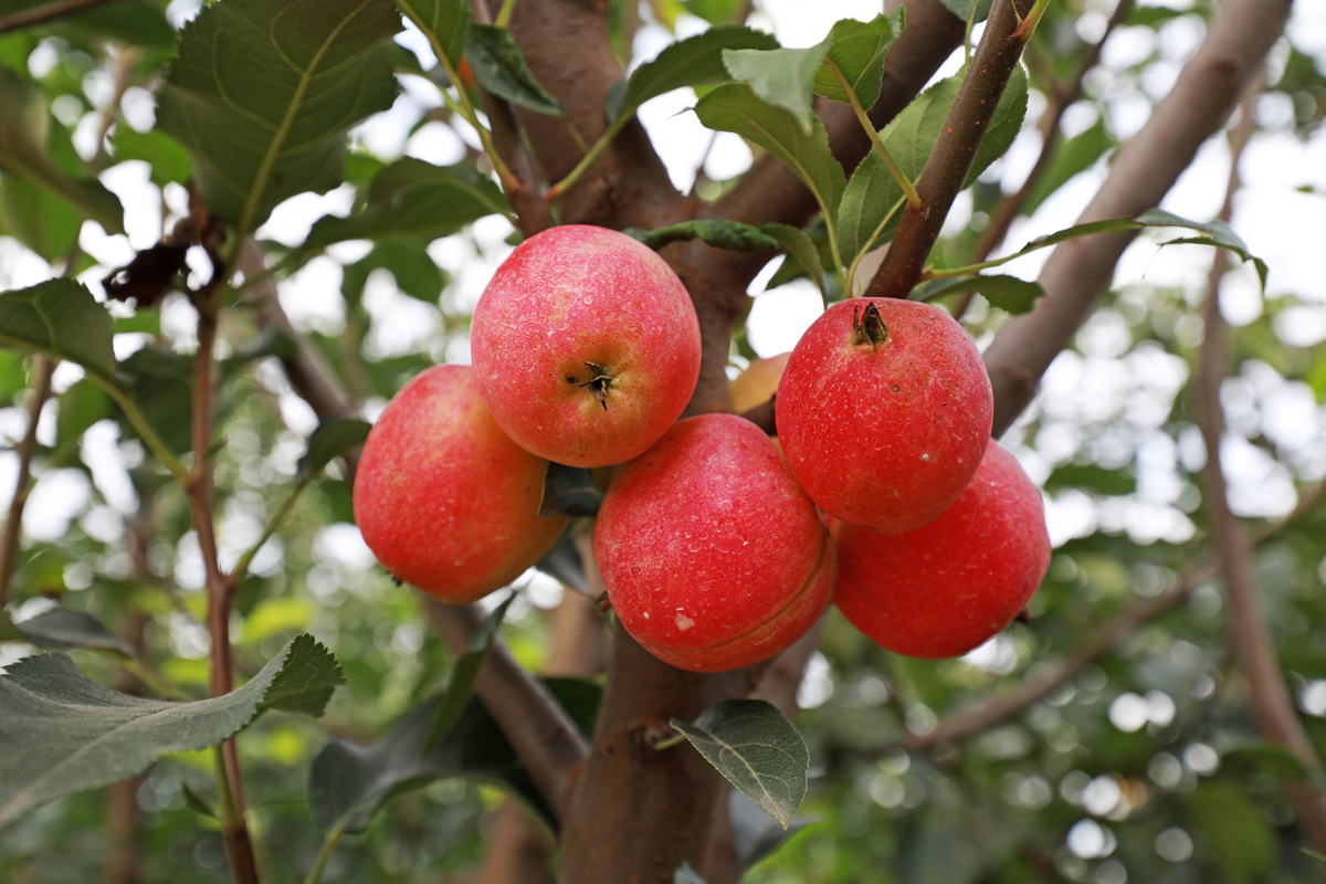 沙果成熟时间：几月份成熟？