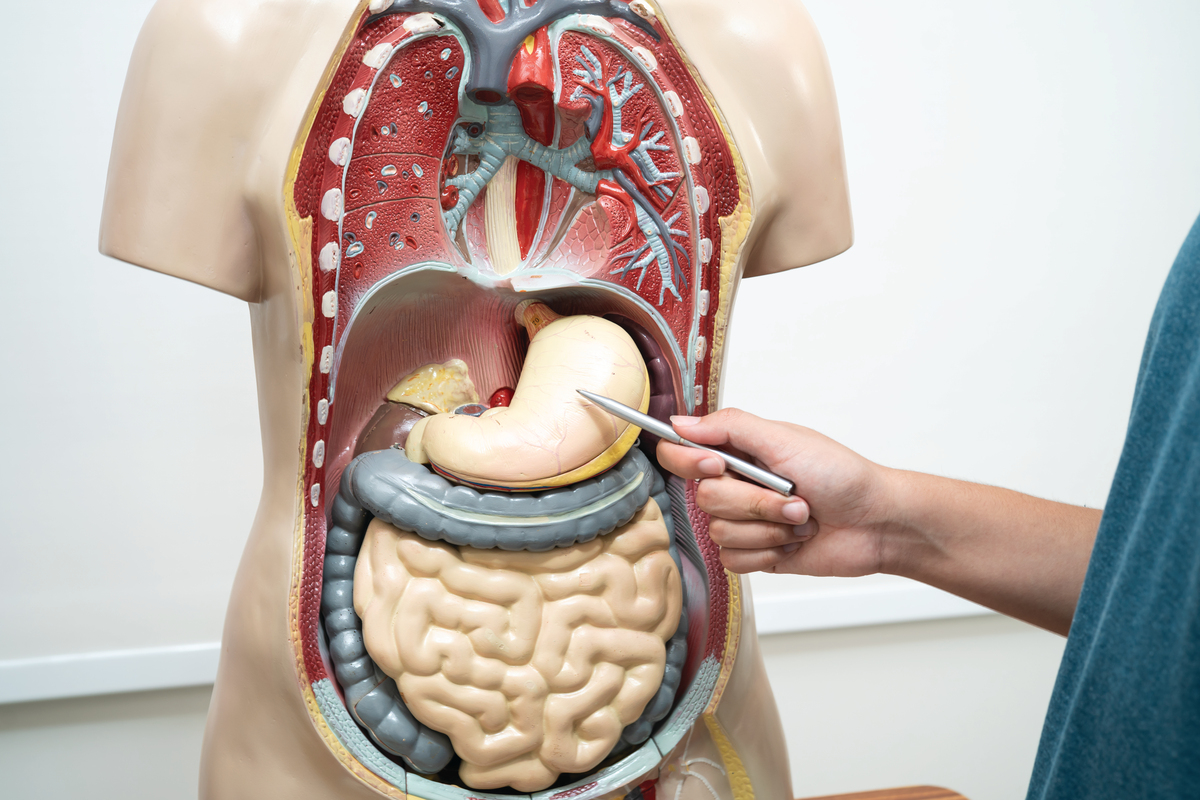 免费学习人体解剖学知识的网站推荐