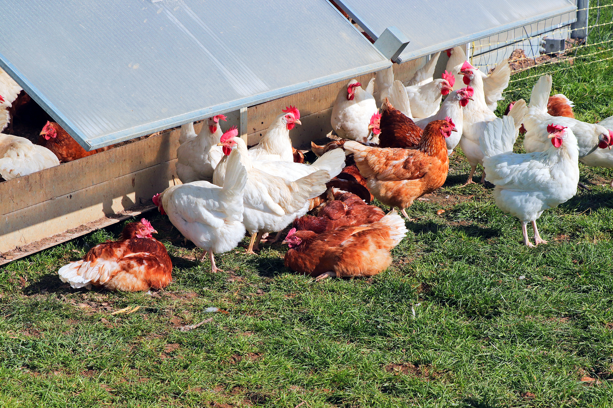 我们来建立一个假设背景农场里有一群火鸡但火鸡并不知道农场主的存在可以理解吗？农场主每隔一天都会给火鸡投食火鸡中的科学家会就此得出什么结论？注意火鸡中的科学家其属性是火鸡而不是人你能再思考一下上一个问题吗？根据以上情景请写一个类似的故事