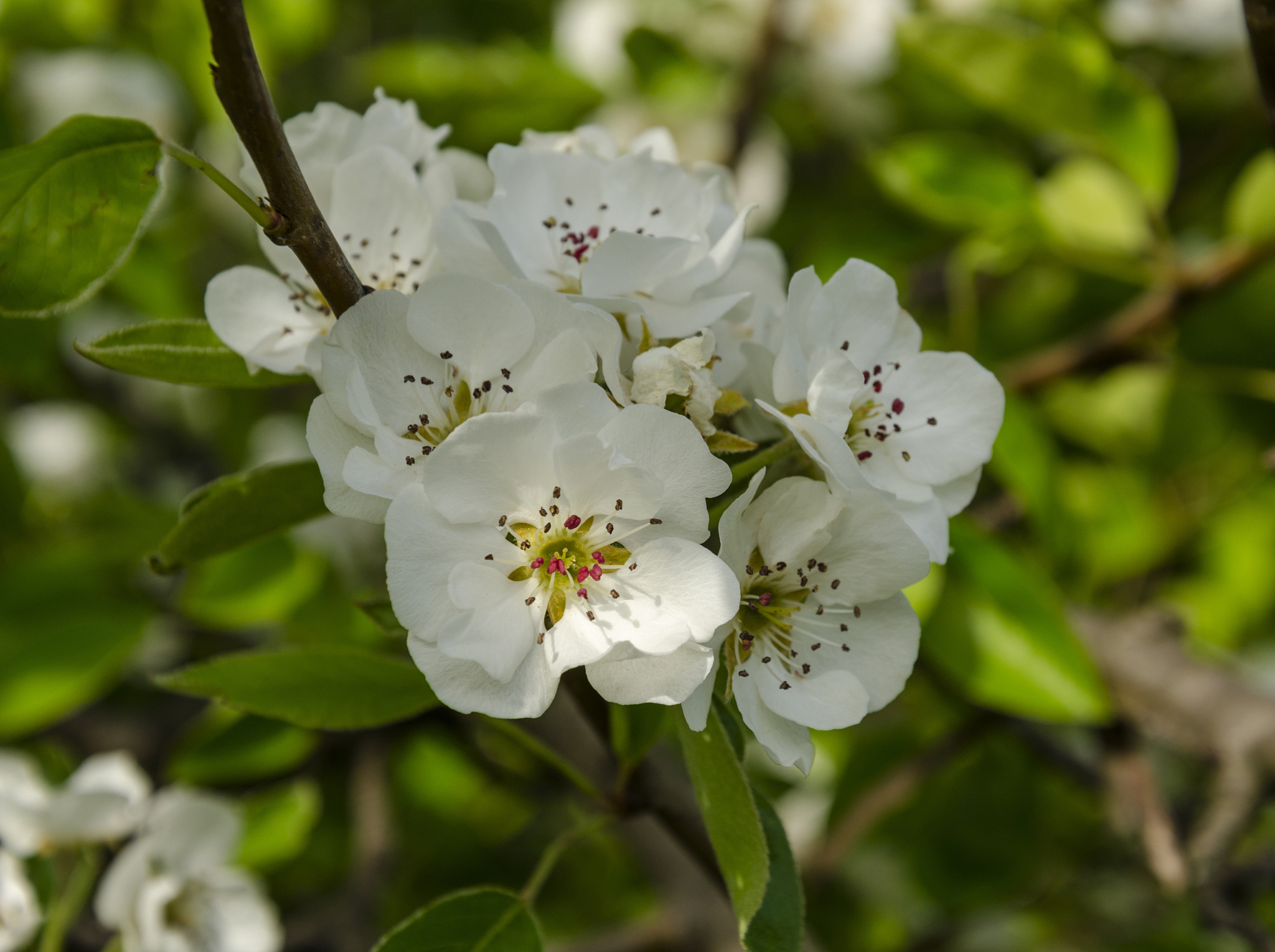 广义花卉学：涵盖植物学、园艺学等多学科