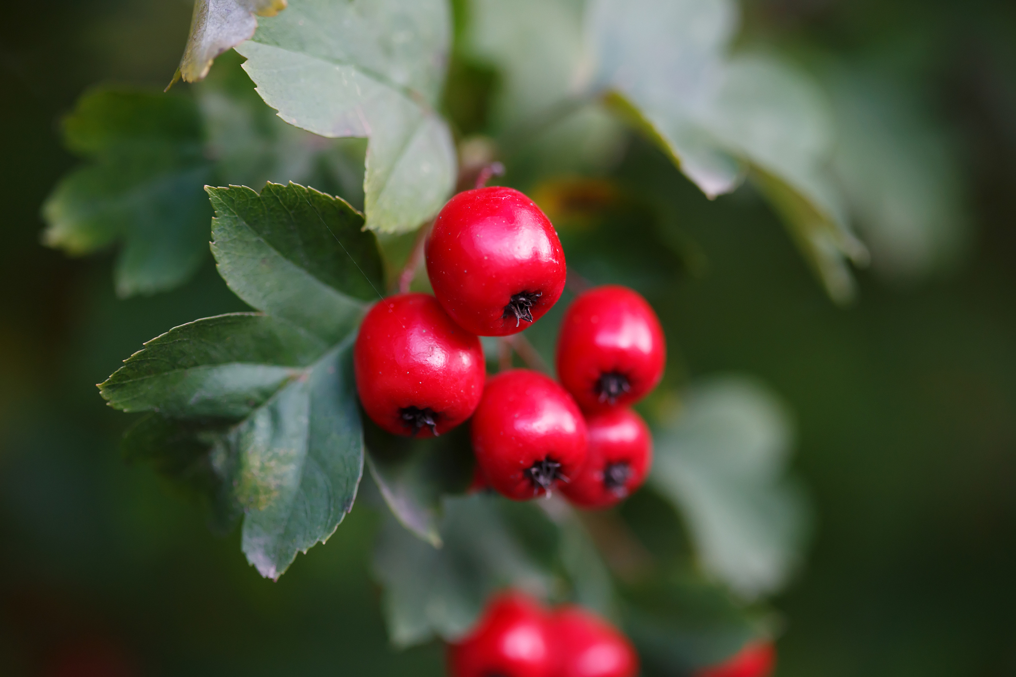 ripe hawthorn in autumn