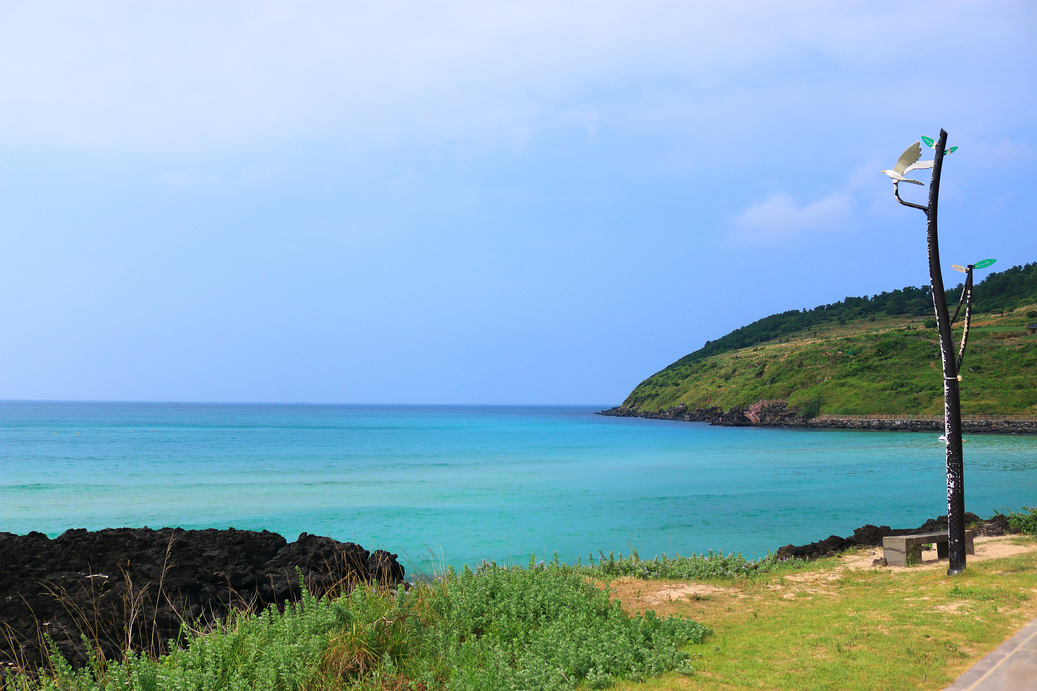 hamdeok beach, beaches, west wu bon, wildflower, flowers, horses