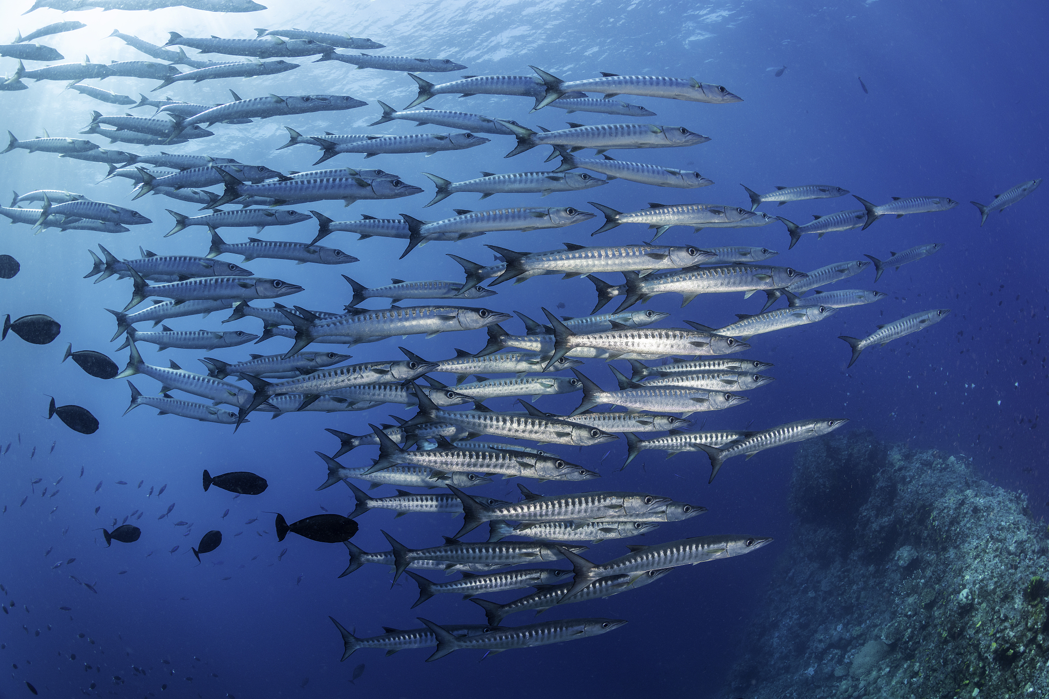 海洋的重要性：生态系统、经济价值和环境保护