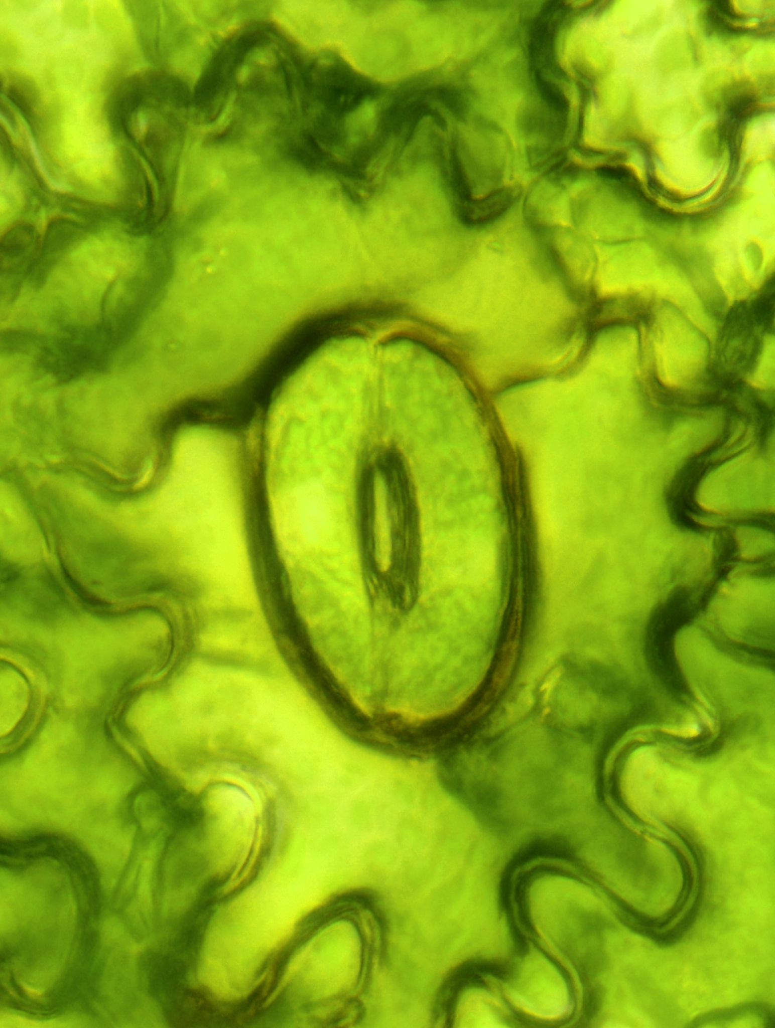 上海市农业学校植物科学技术系简介