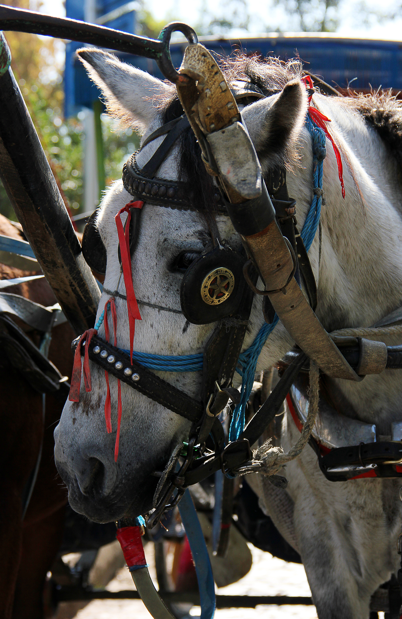 最佳马匹副宝选择指南：根据用途找到合适的装备