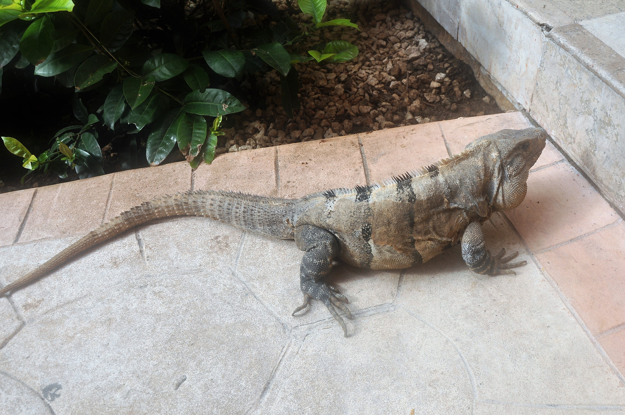 一年级美术奇妙的爬行