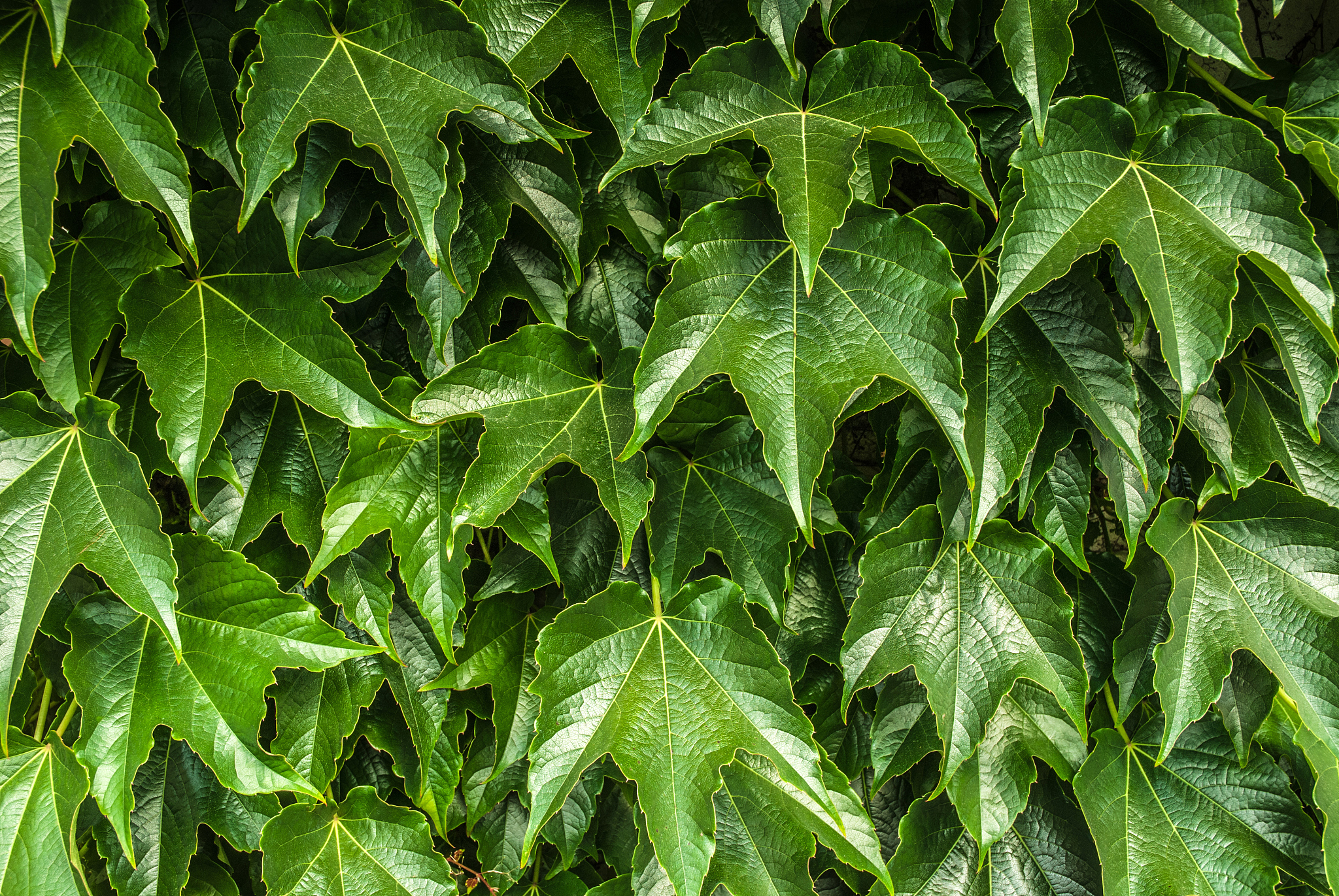 green leaves background