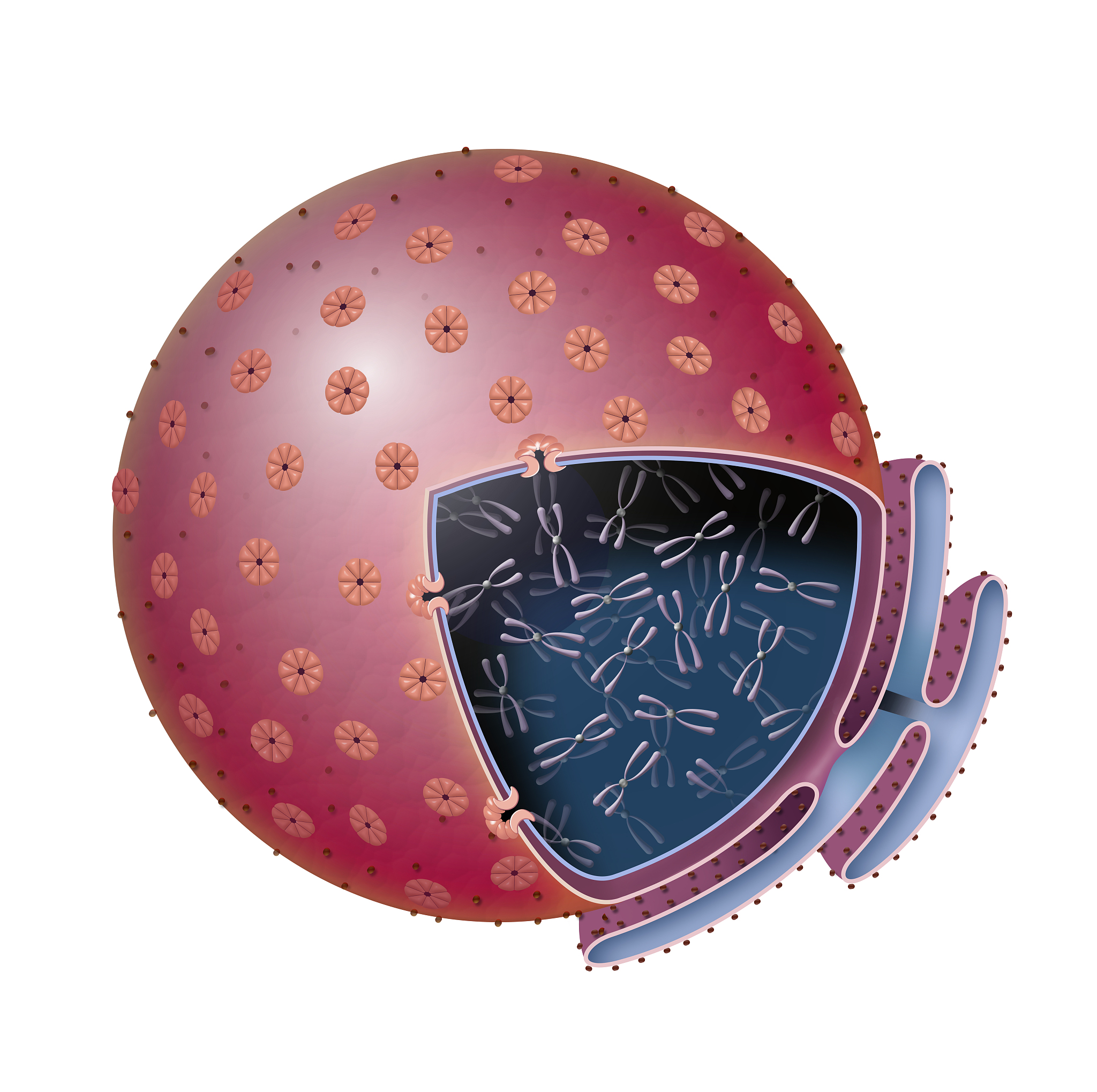 HepG2细胞系：ARAP1-L过表达研究的理想选择