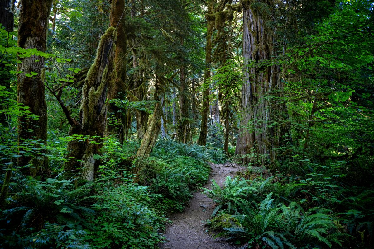 亚马逊雨林分层结构详解：从树冠到地面层