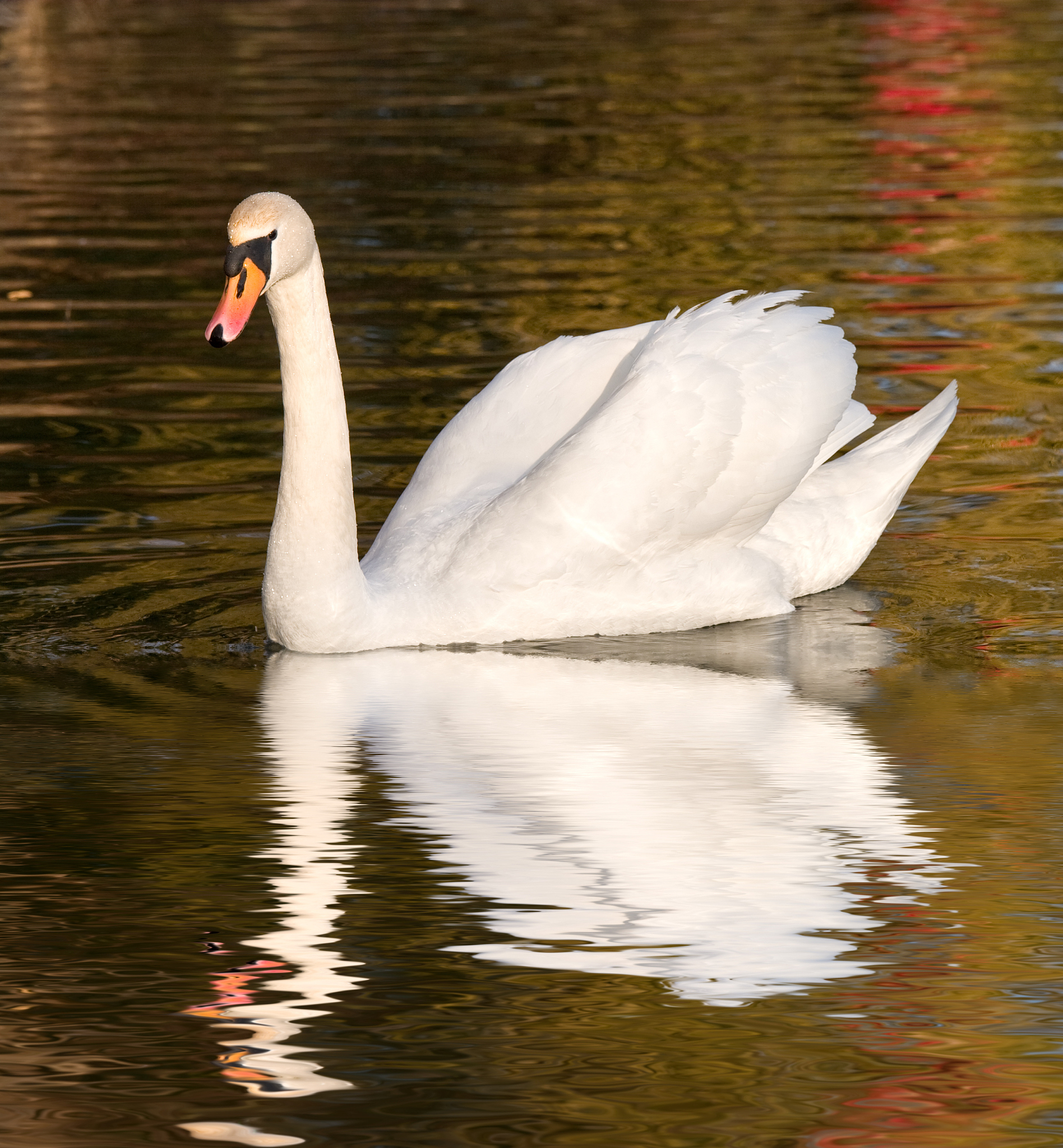 beautiful mute swan