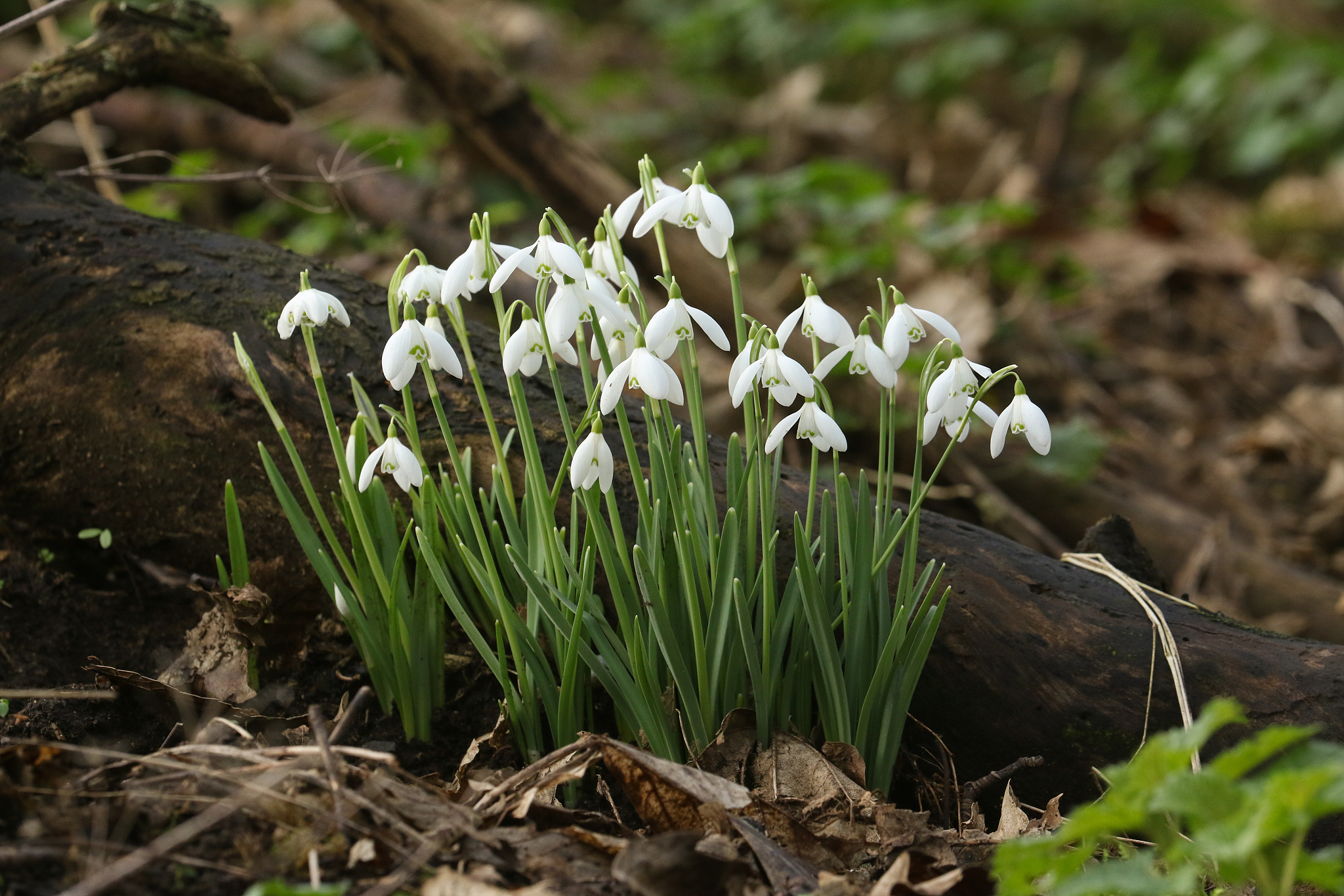 beautiful snowdrops, galanthus, growing in woodland in winter in