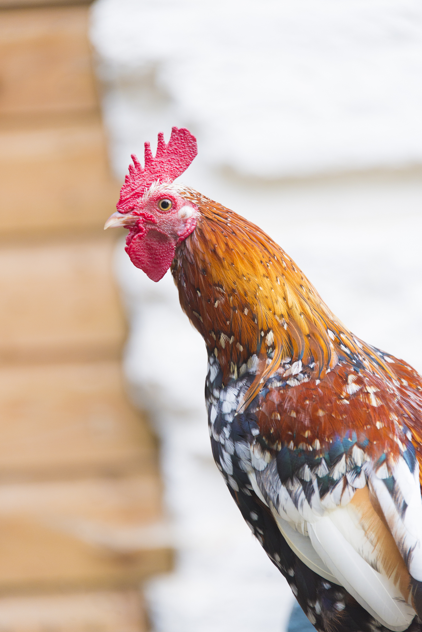 red chicken