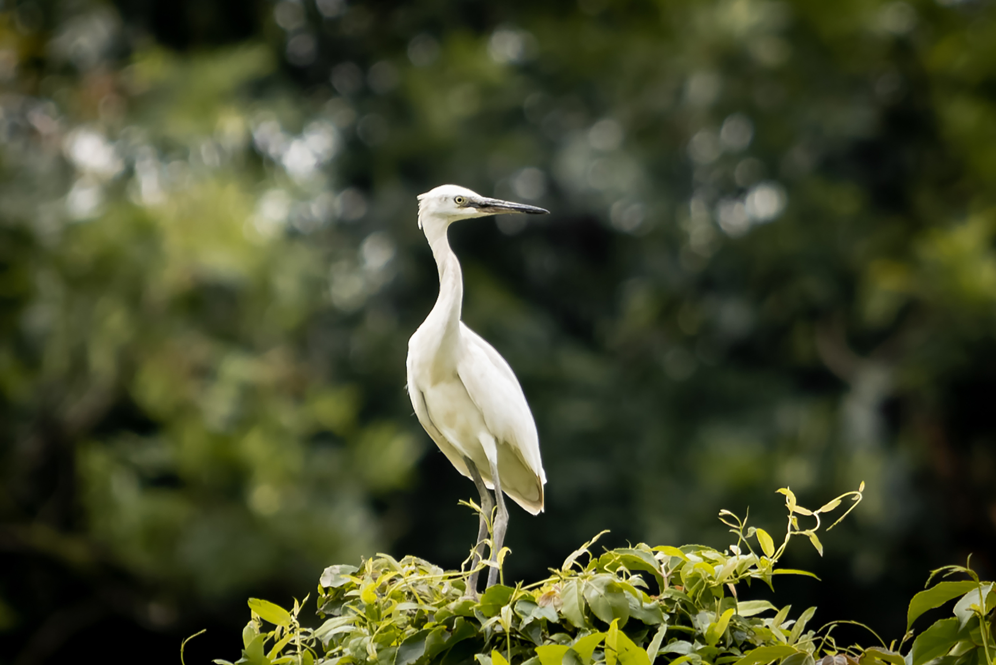 优化：凡心即为混沌开窍超凡入圣。褪去混沌壳羽化登仙成神。
