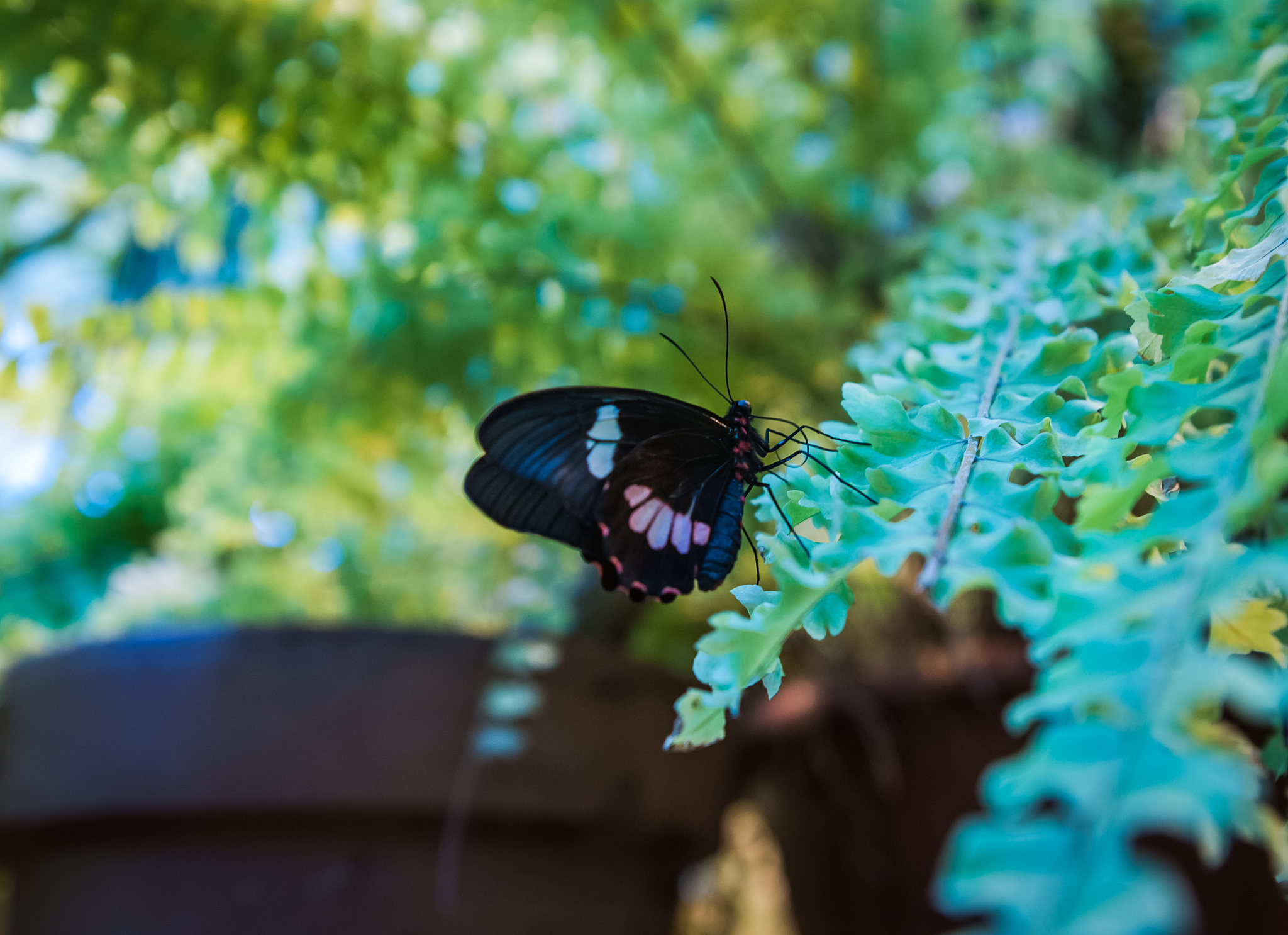 beautiful tropical butterfly in it`s natural habitat