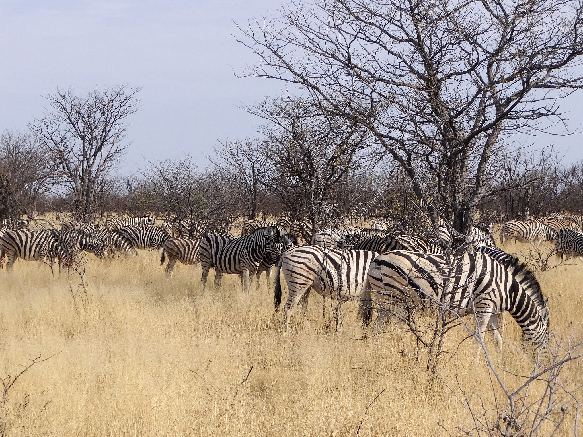 a zebra herd in etosha national park in namibia