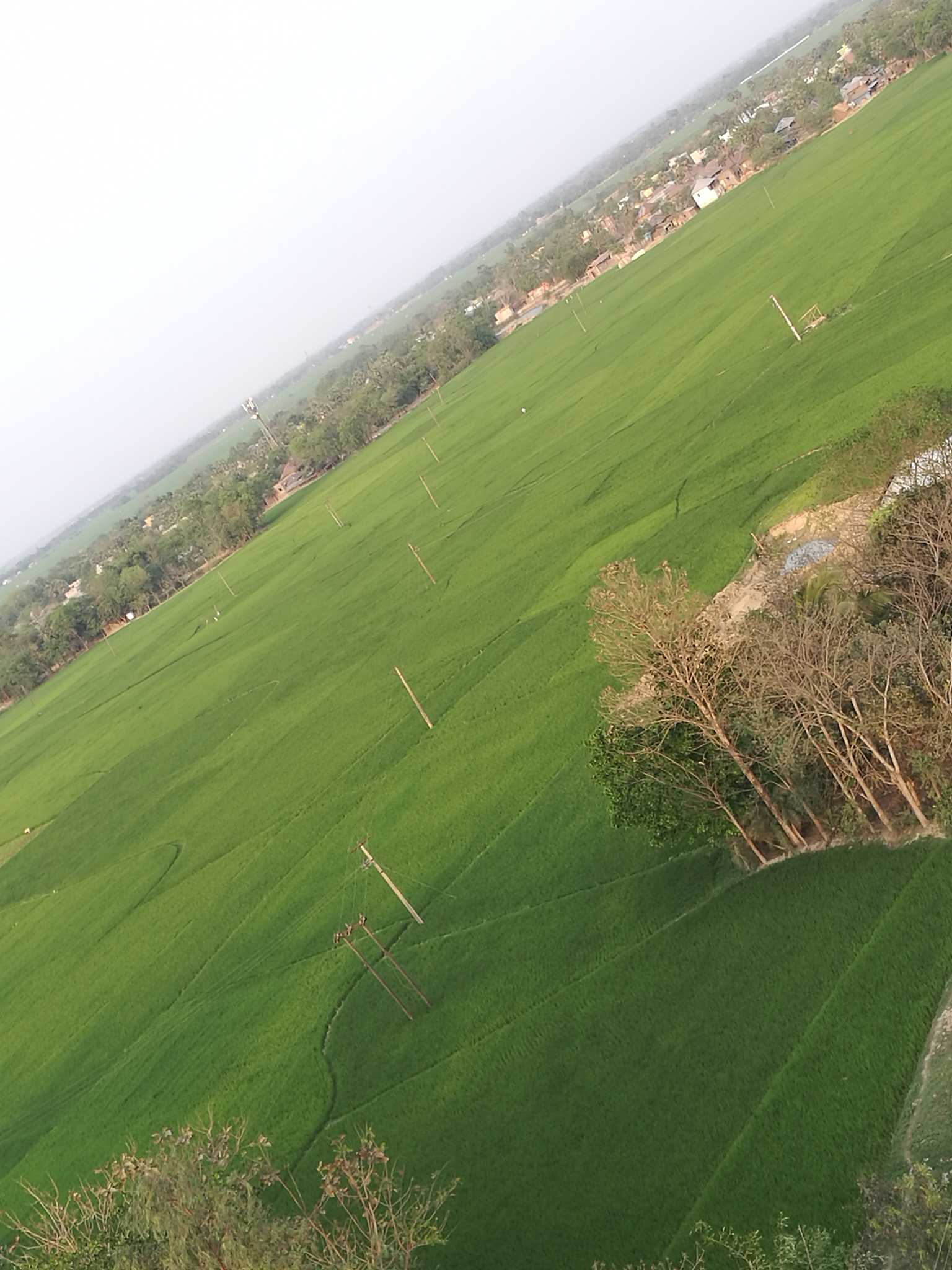 草原补播改良：提高经济效益的关键策略