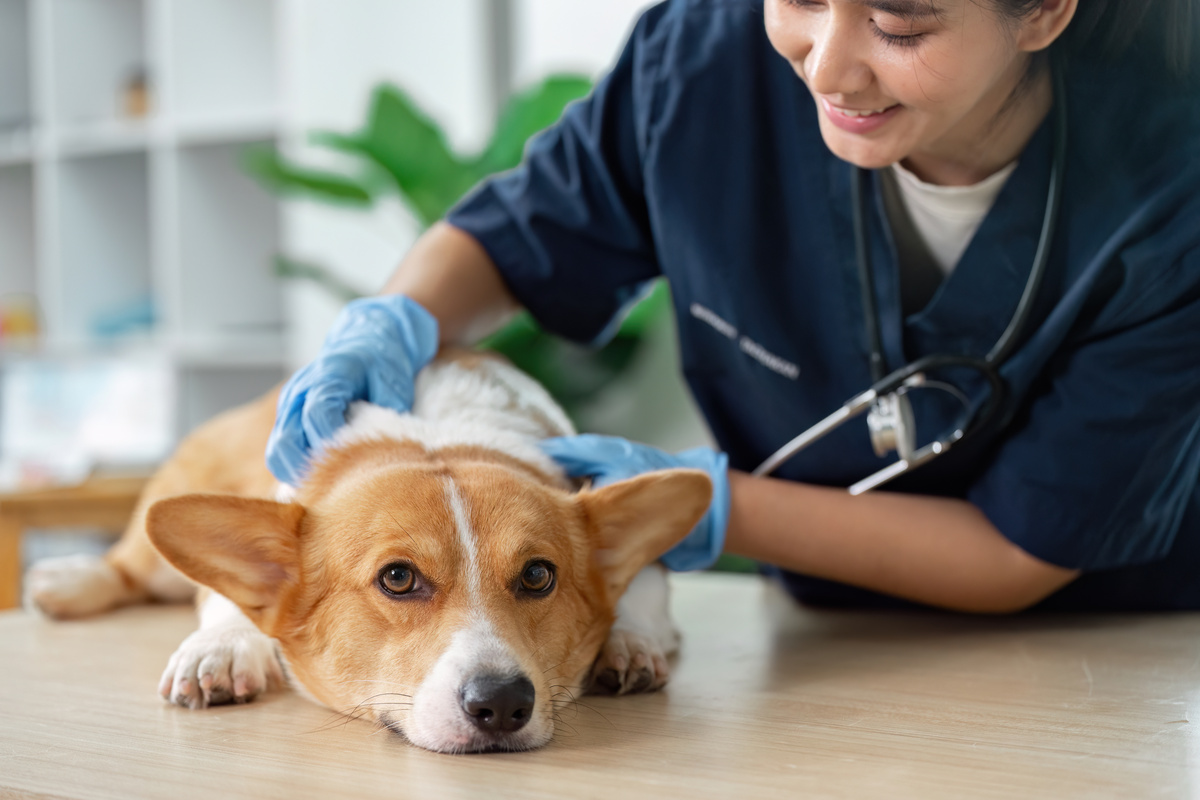 如何成为一名宠物医生？所需技能和知识全解析